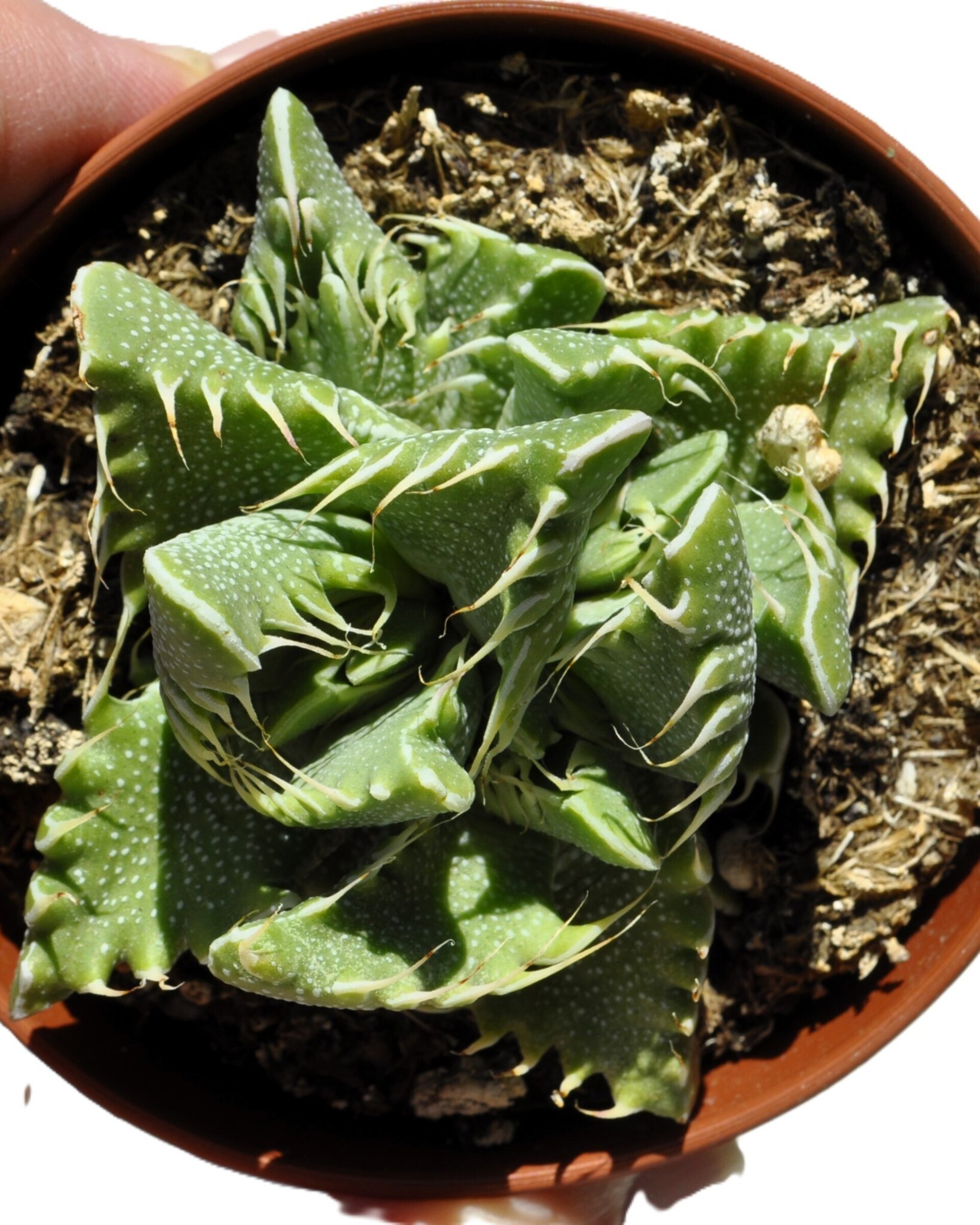 Faucaria tigrina (boca de tigre) - 3