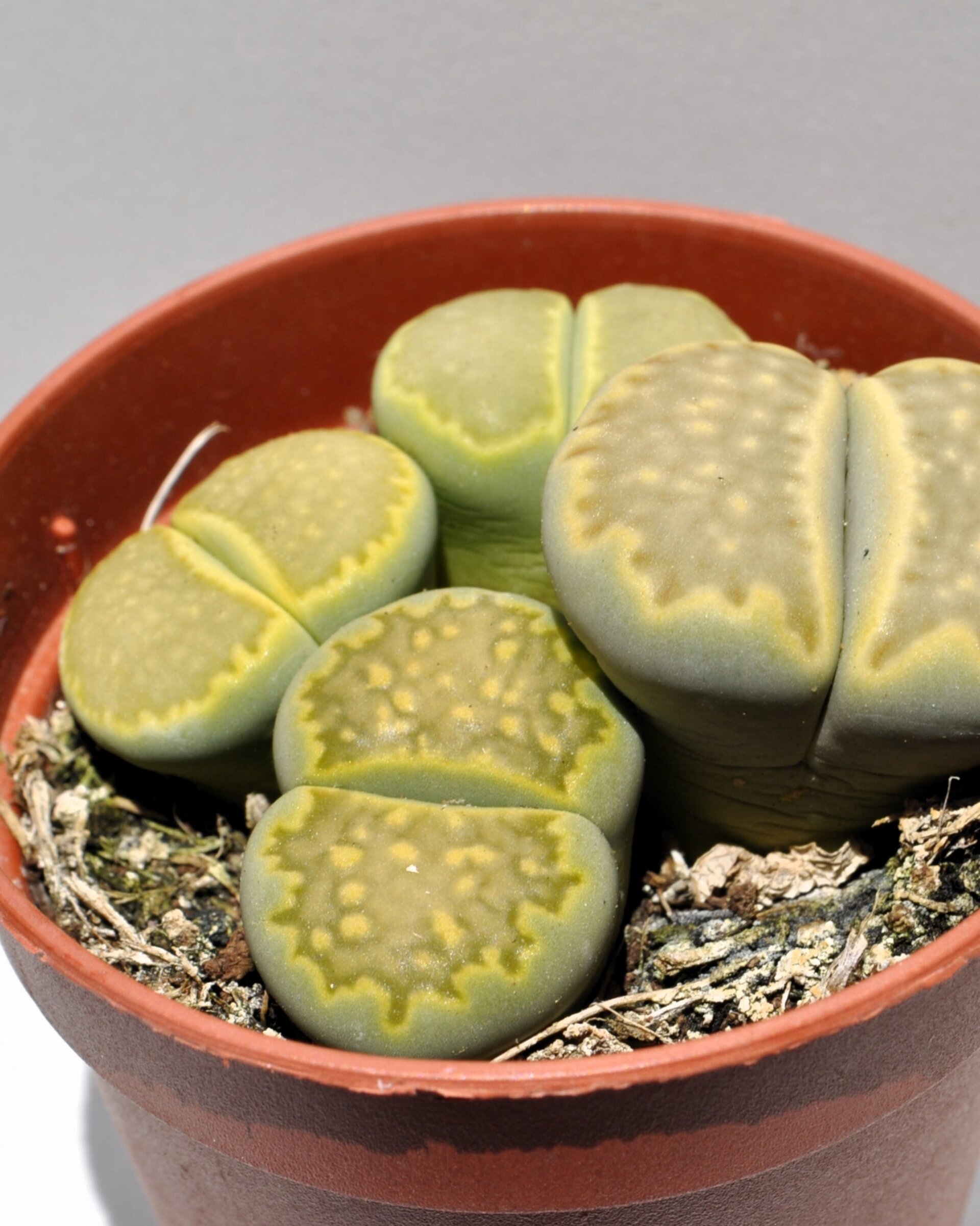 Lithops sp. verdes M 5.5 (planta piedra, piedra viva) - 2