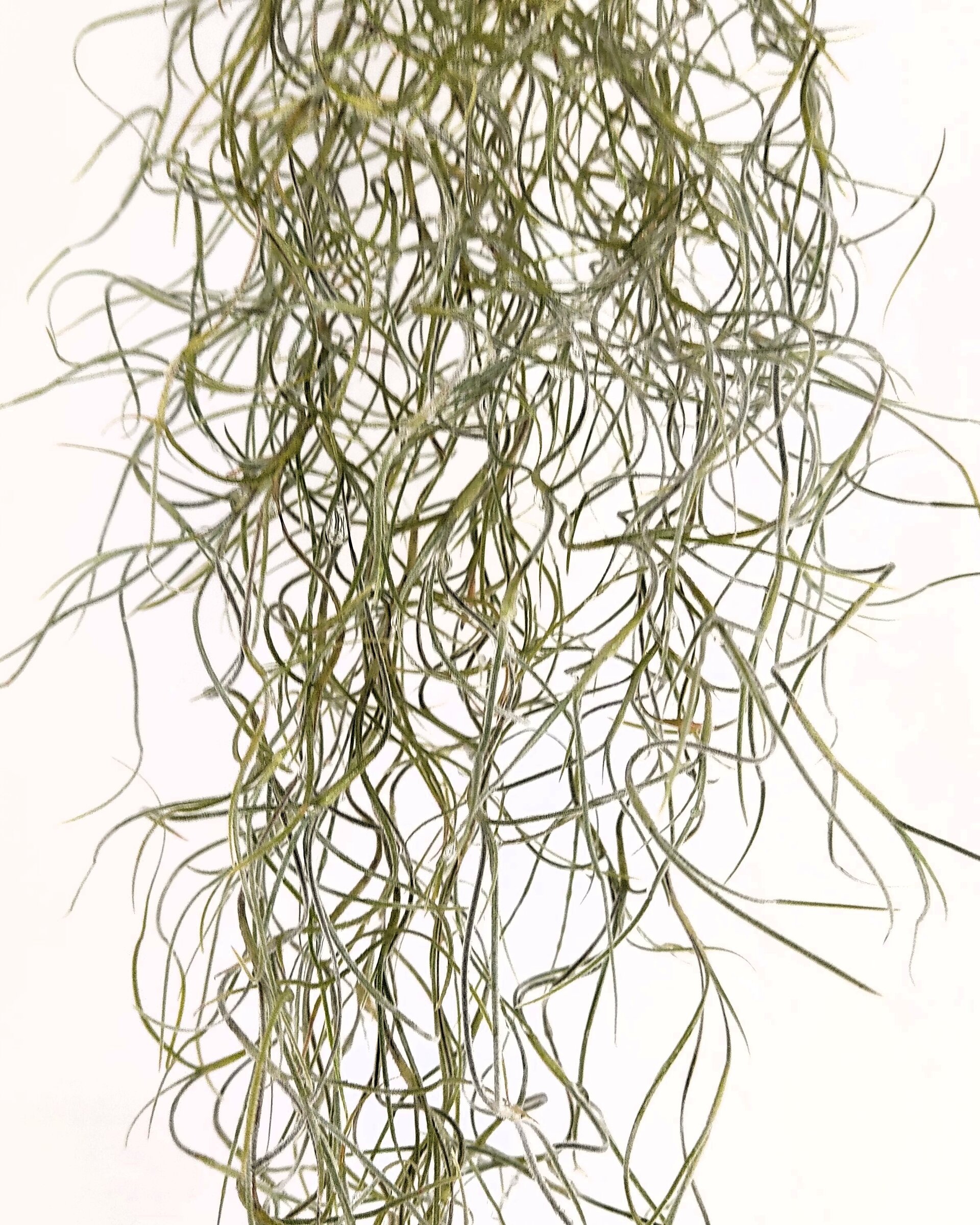 Tillandsia usneoides [XL] (barba de viejo [muy larga]) - 6