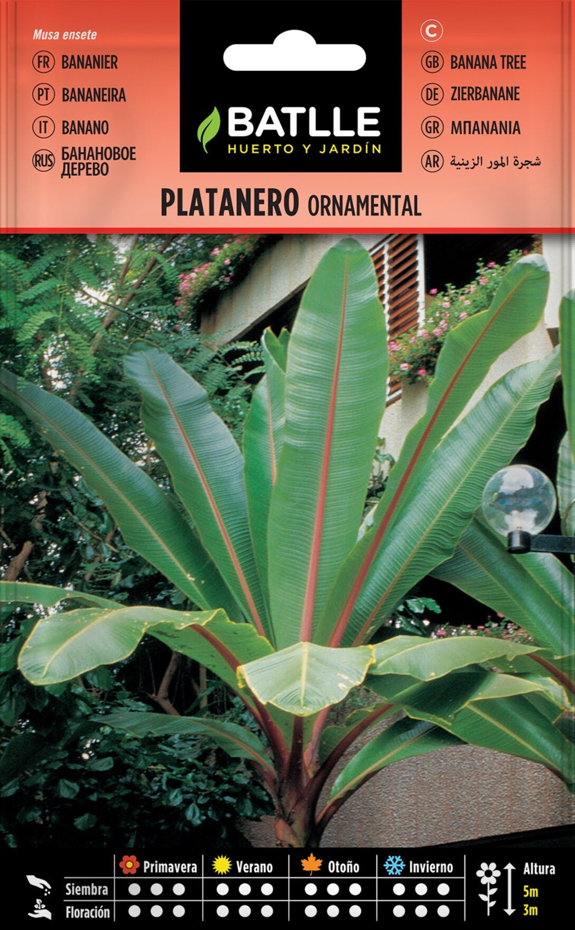 Musa ensete (platanero ornamental) - Semillas - 2