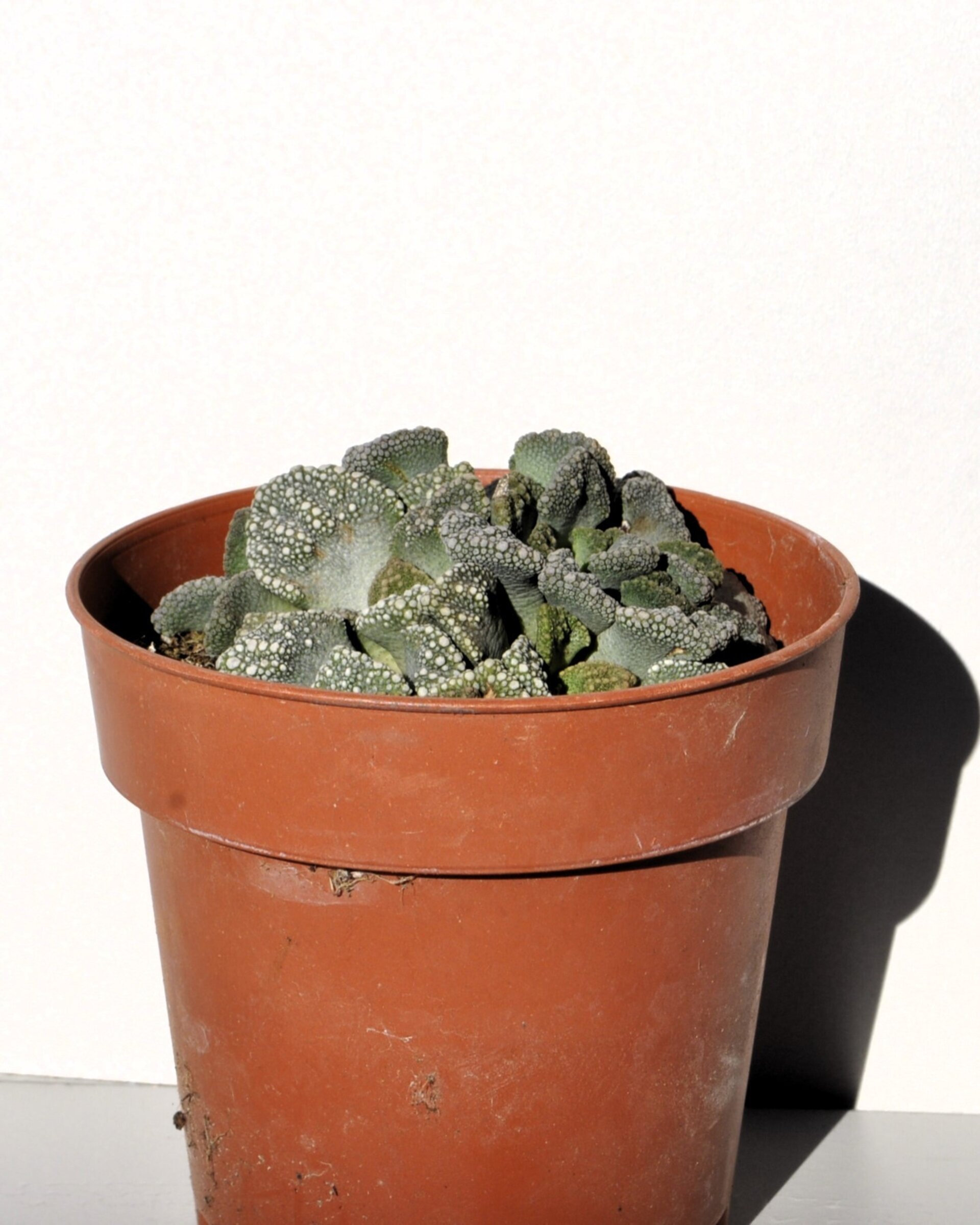 Titanopsis calcarea (hoja de cemento) - 2