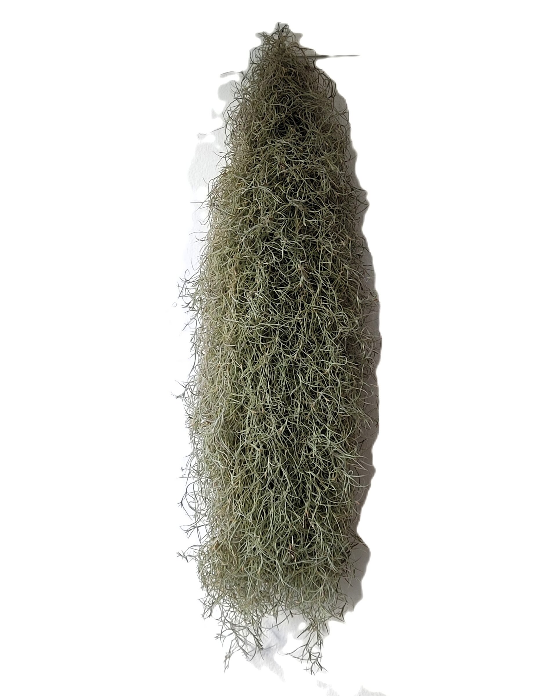 Tillandsia usneoides [standard] L (barba de viejo [larga y ancha]) - 4