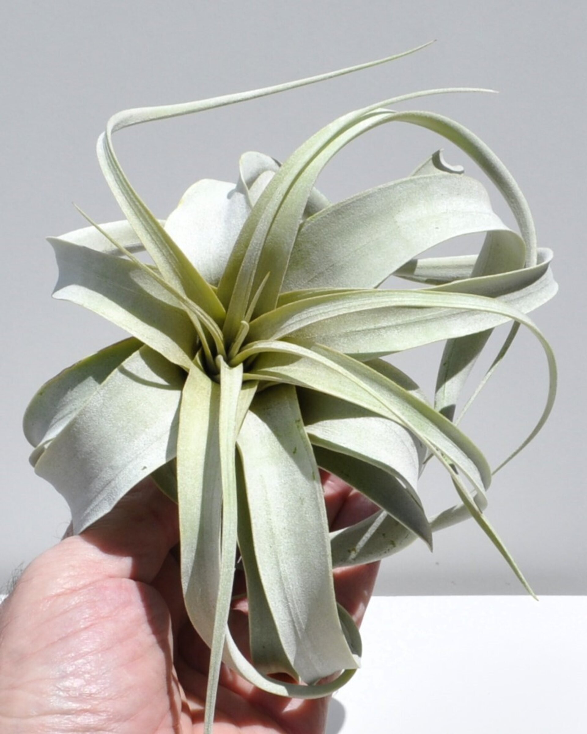 Tillandsia xerographica (pie de gallo) - 4