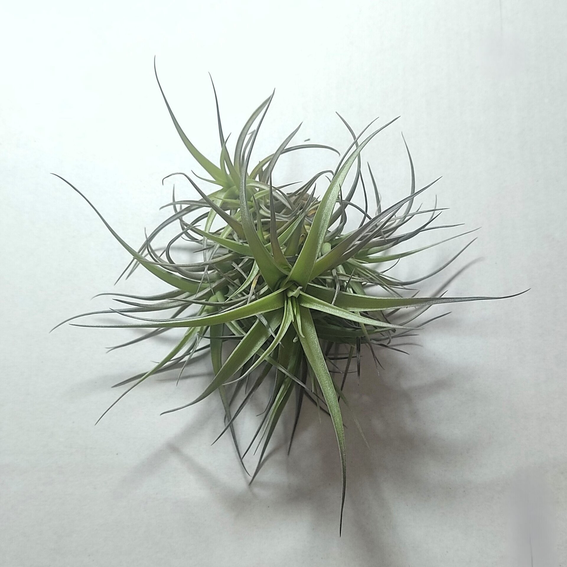 Tillandsia aeranthos 'Mini' "clump" (mata) - 4