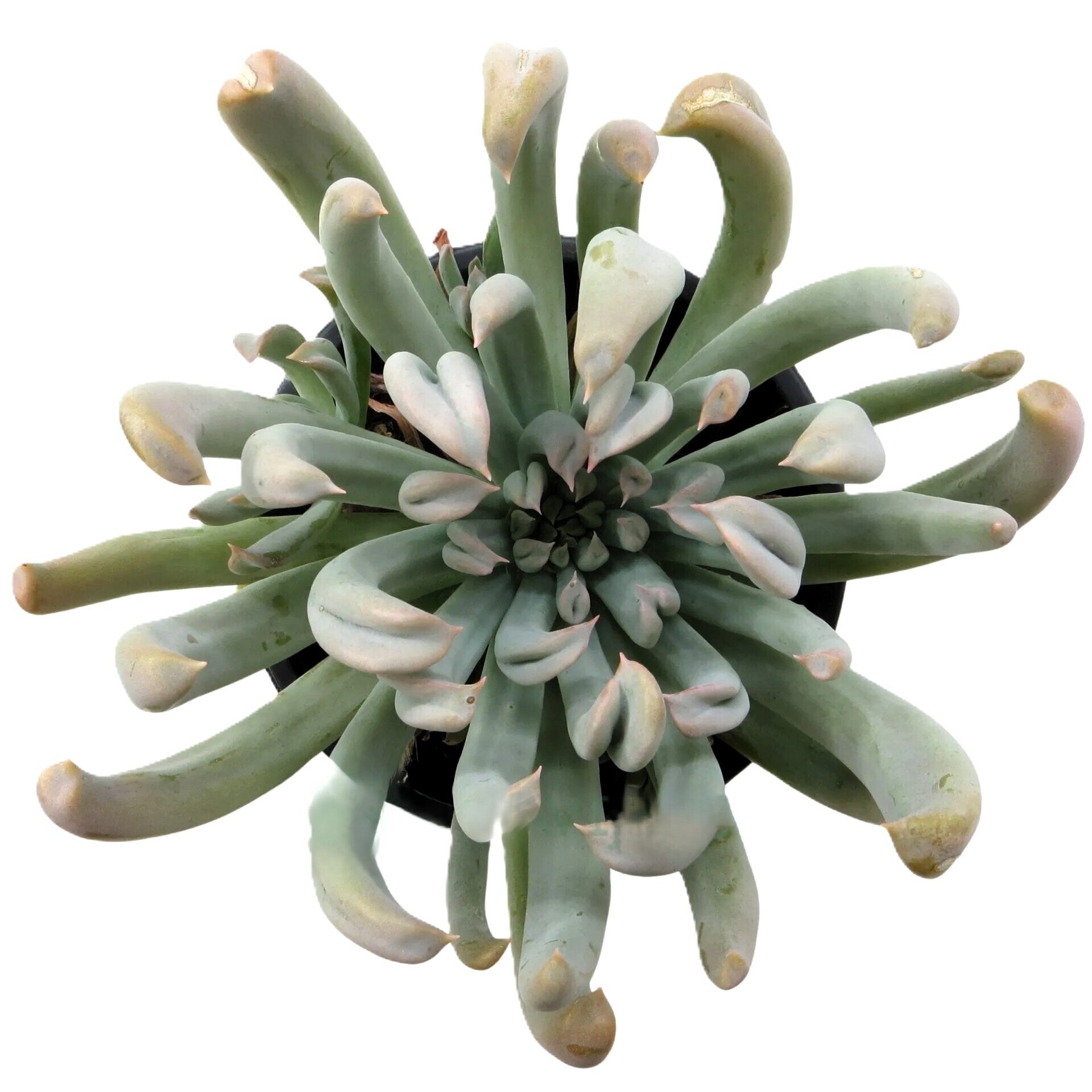 Echeveria runyonii 'Topsy Turvy' (echeveria de hojas del revés) - 1