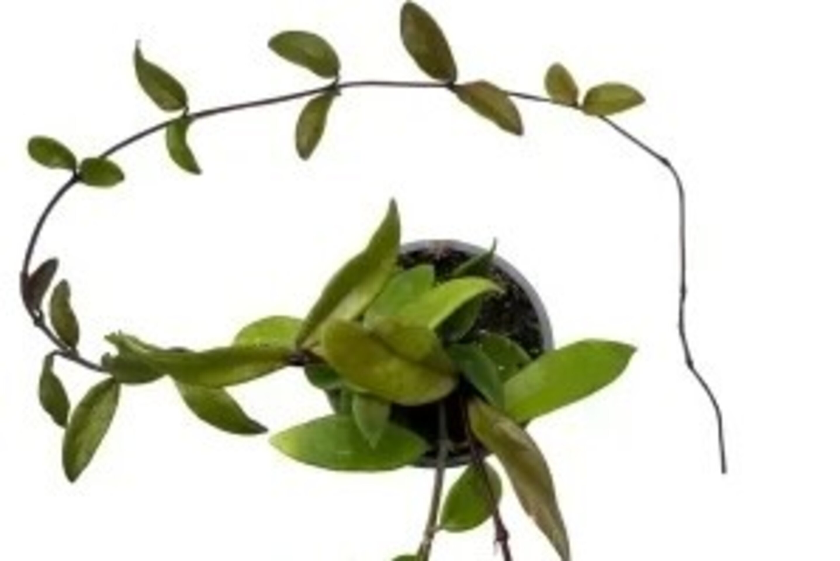Hoya carnosa (flor de cera) - 2
