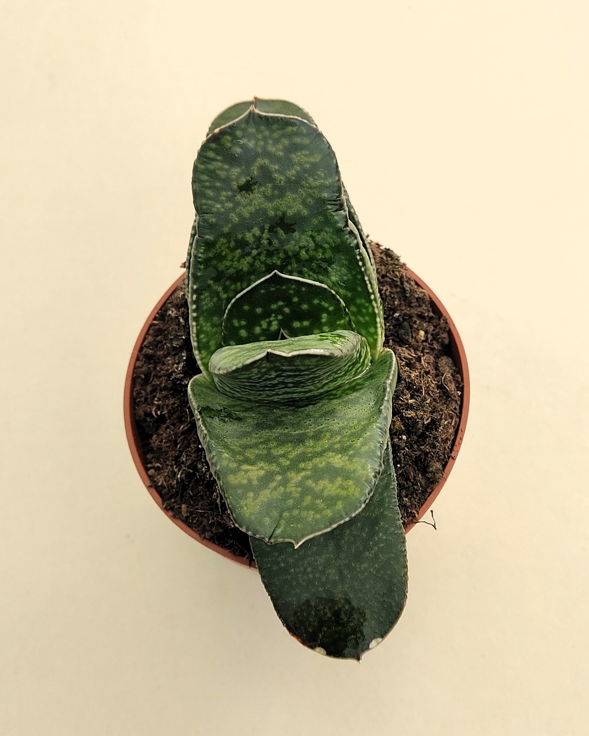Gasteria sp. - 4