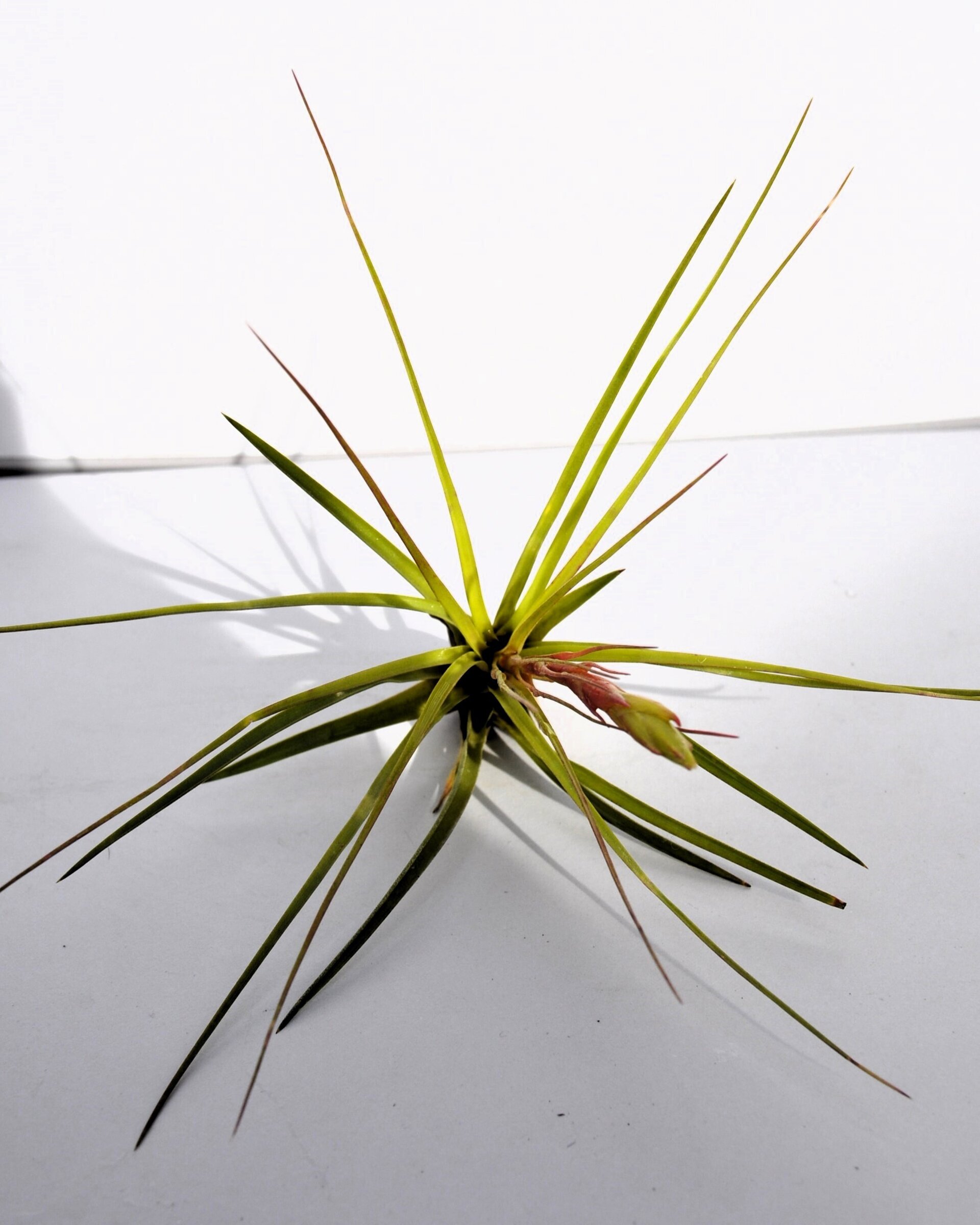 Tillandsia tricolor (small) - 4