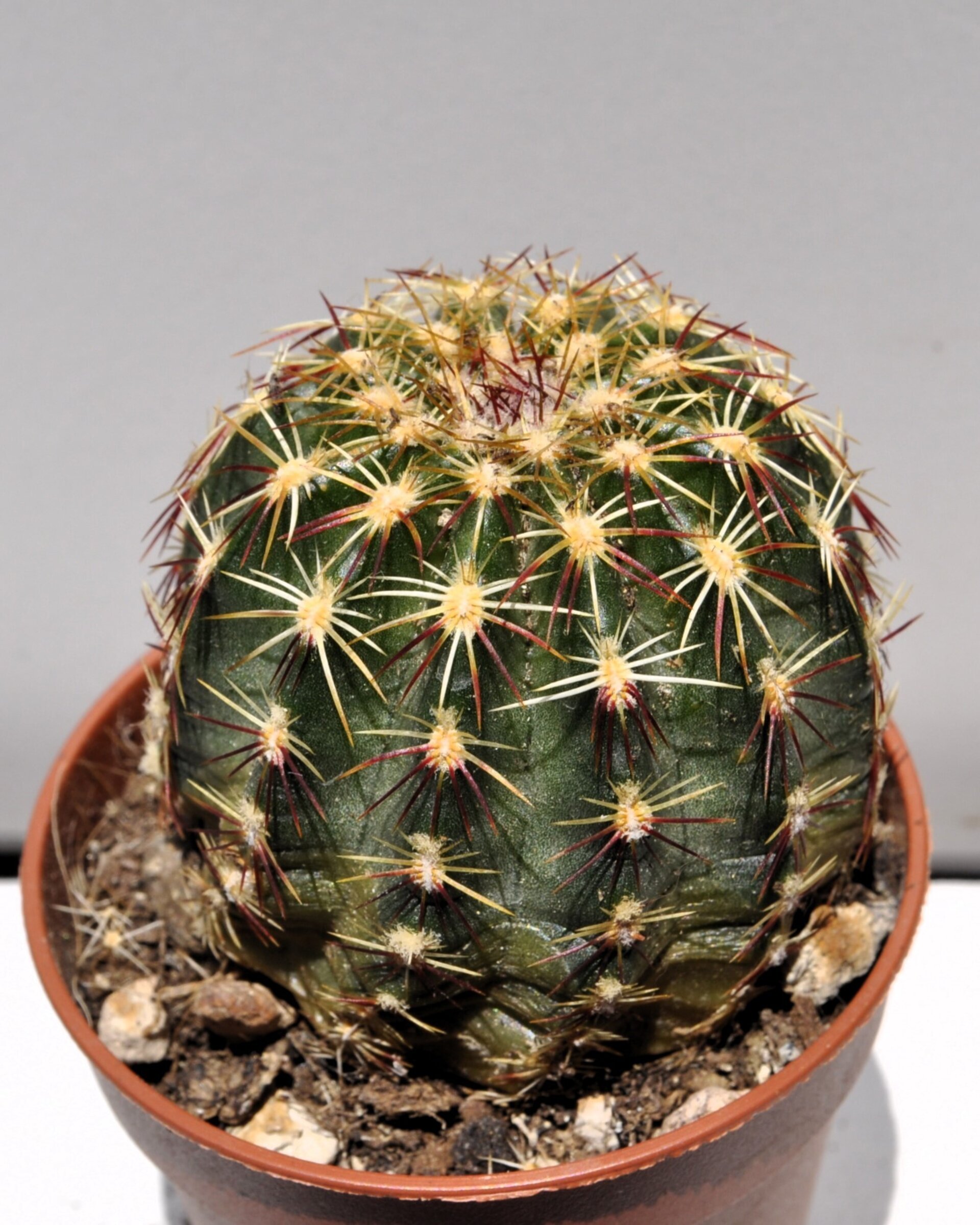 Echinocereus viridiflorus M 5.5 (cactus erizo verde) - 5