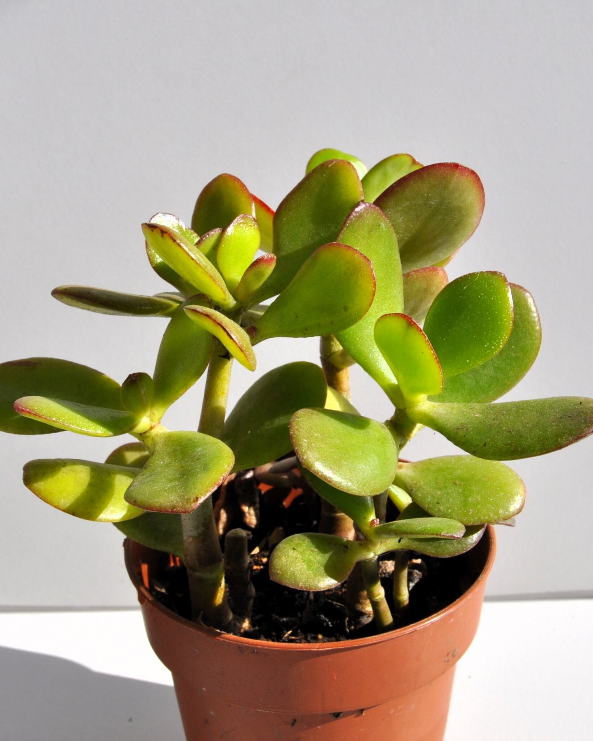 Crassula ovata (árbol de jade) - 3
