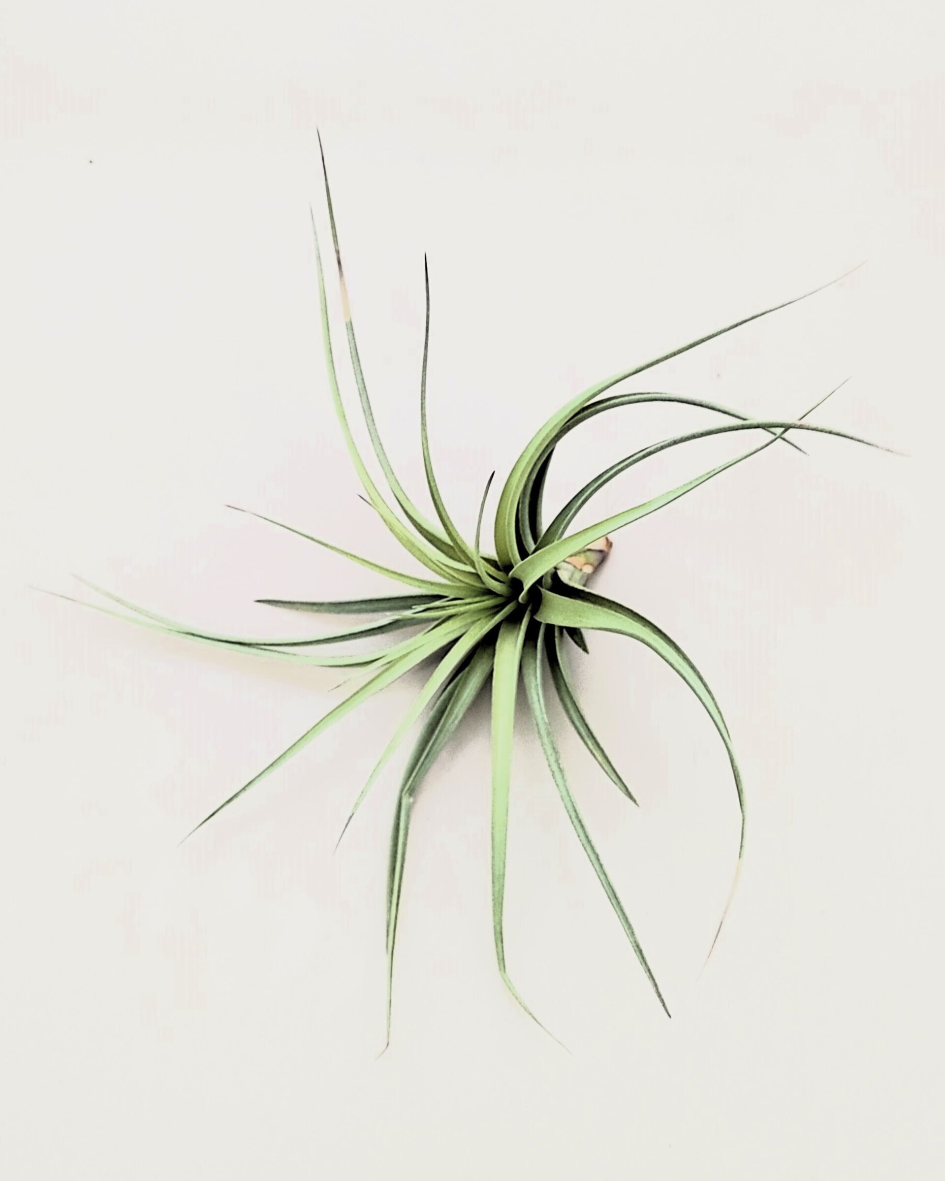 Tillandsia aeranthos 'Joseli' - 2