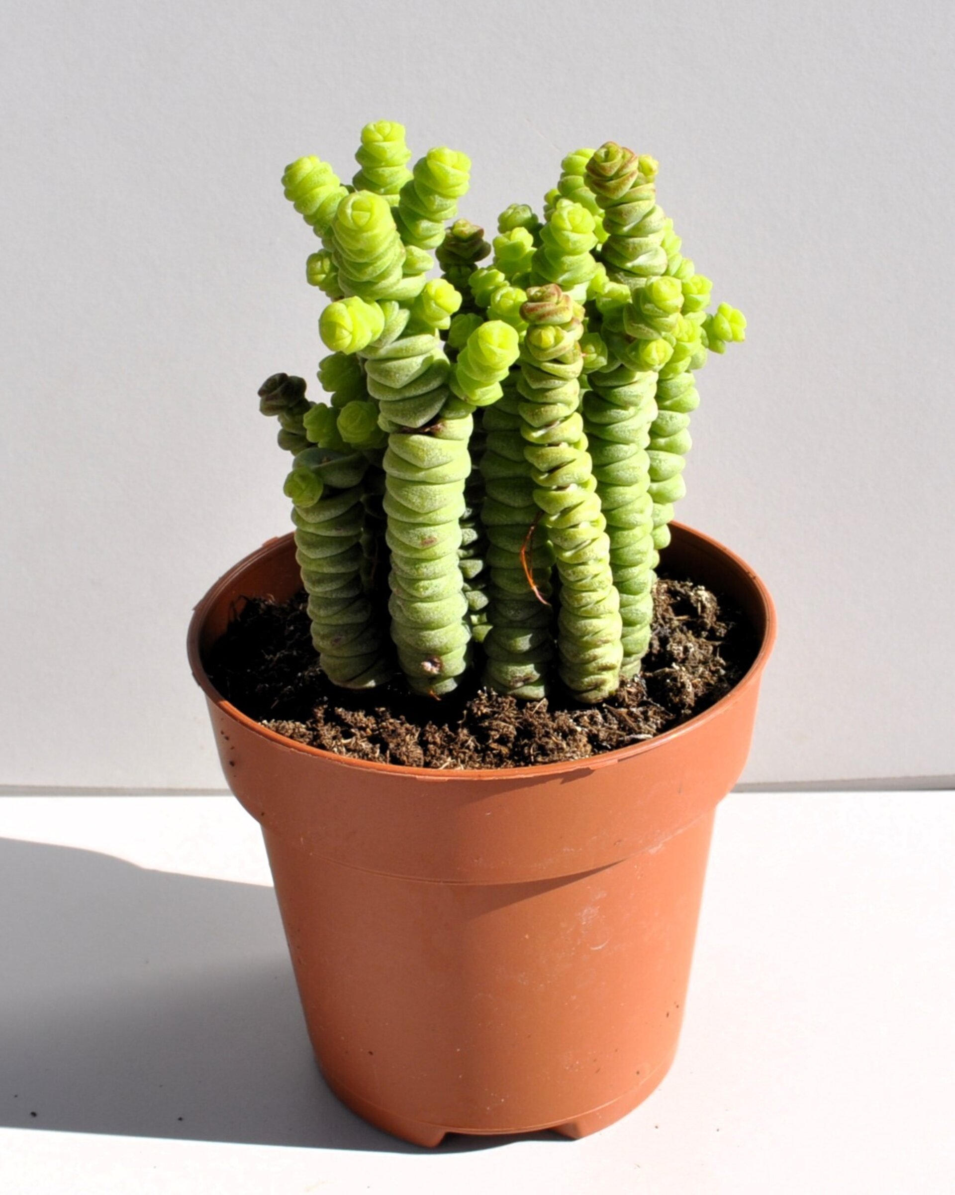 Crassula marnieriana Minor (collar de jade, pagoda china) - 2