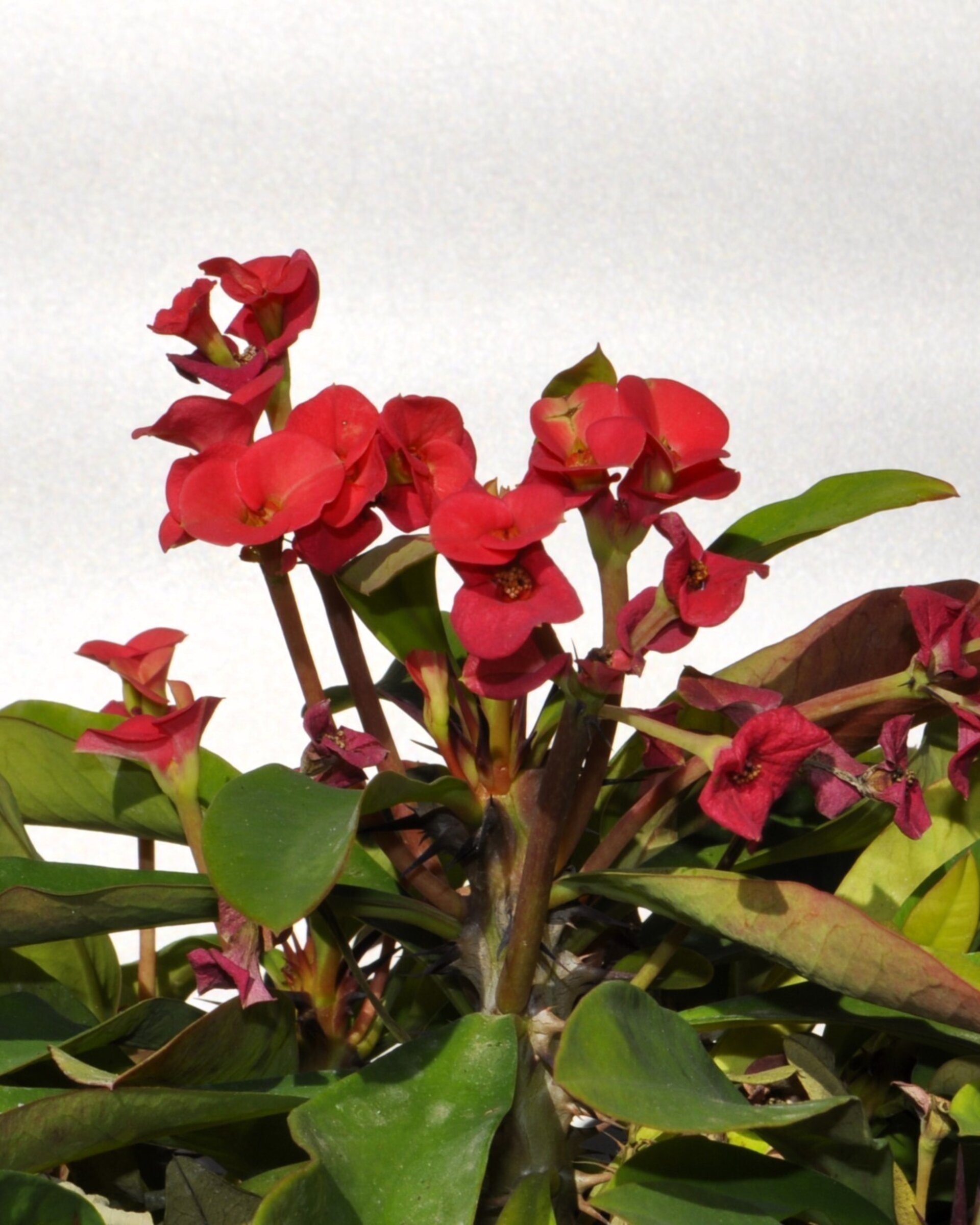Euphorbia milii (corona de Cristo) - 3