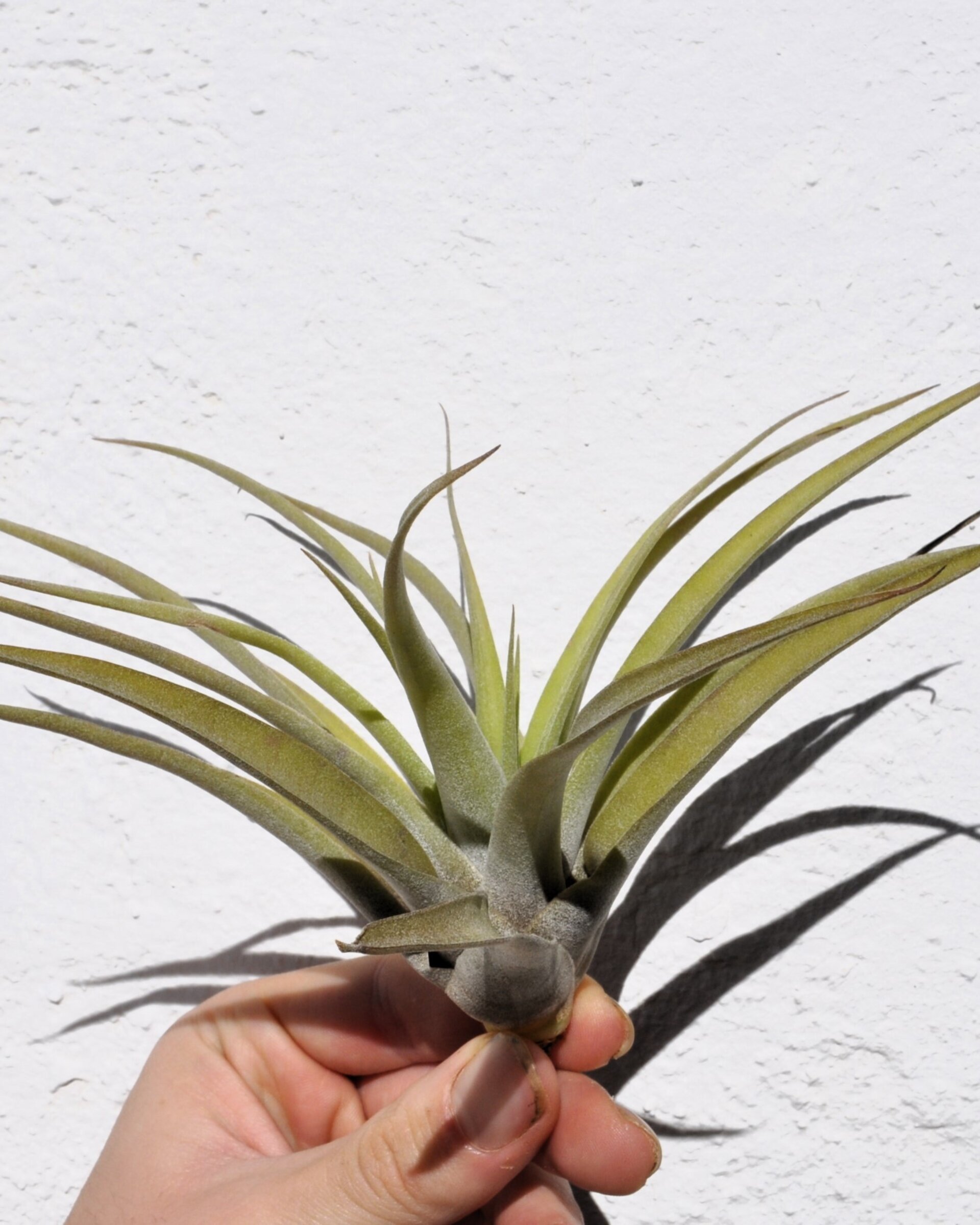 Tillandsia capitata 'Peach' (medium) - 4
