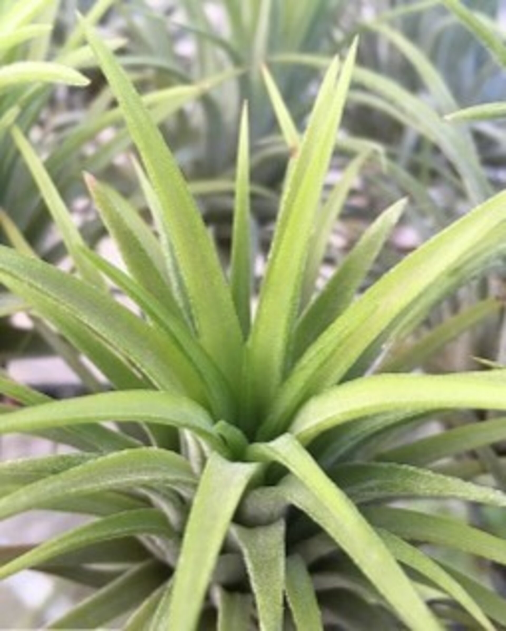 Tillandsia ionantha var. rubra [large] - 1