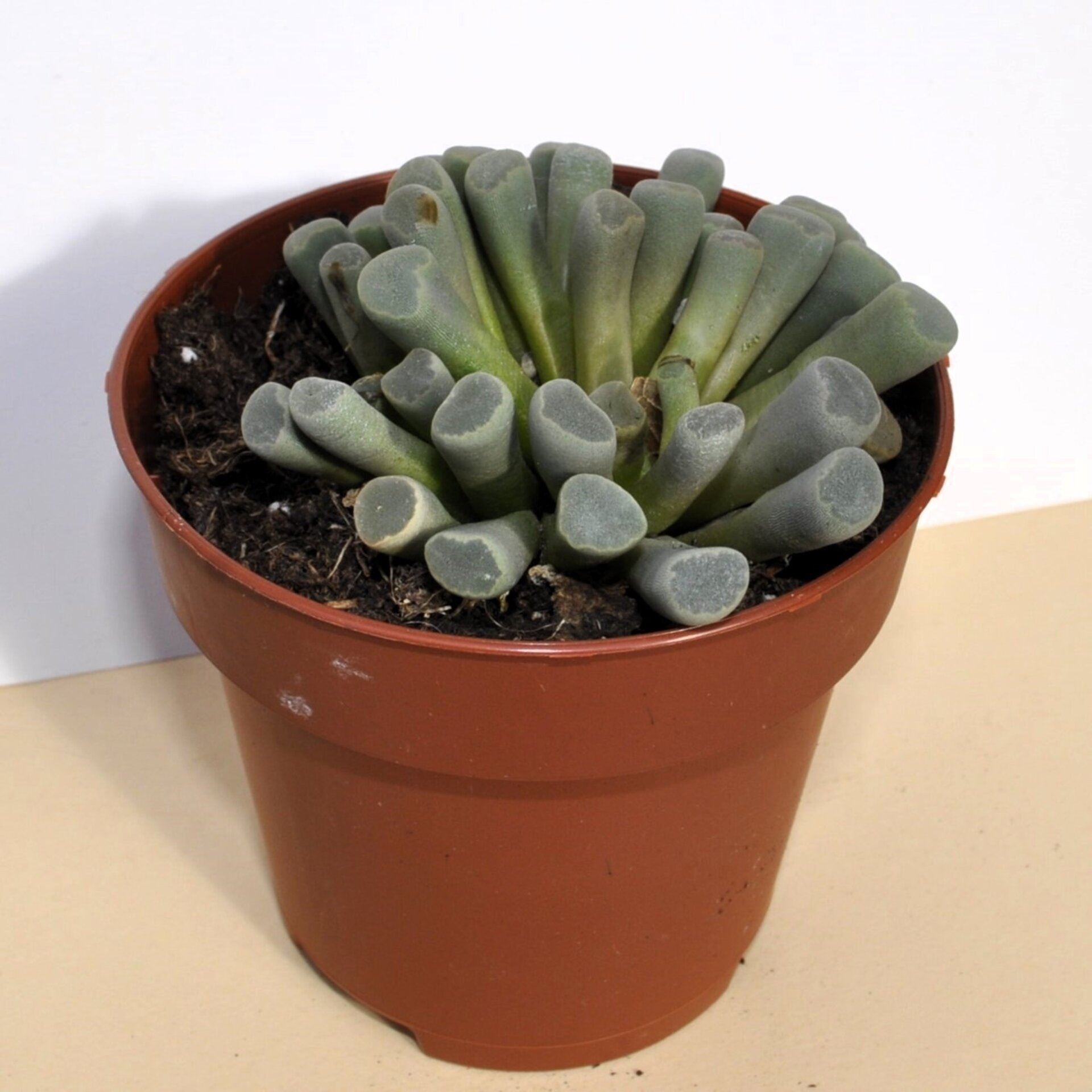 Frithia pulchra (planta ventana, fritia) - 5