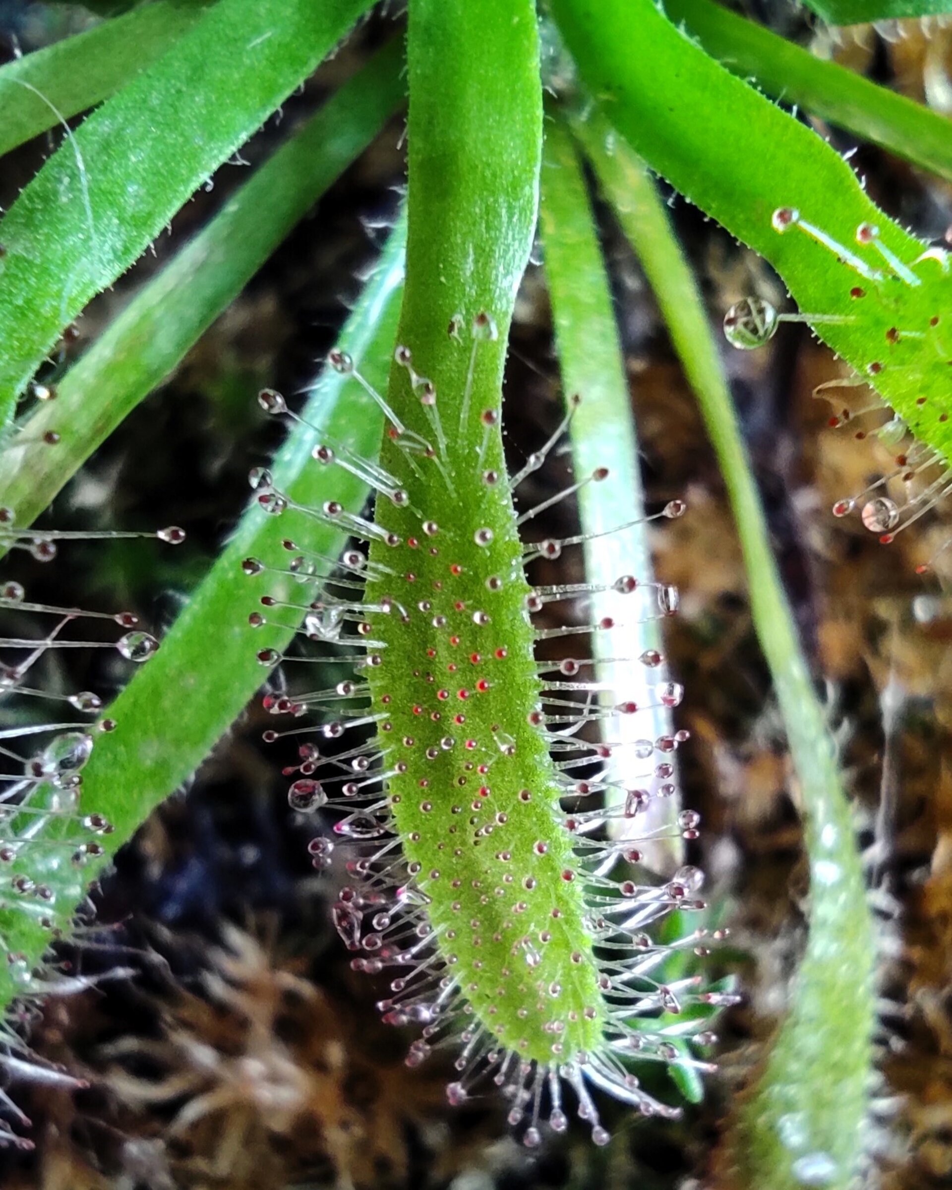 Planta carnívora Drosera sp. M5,5 (drosera) - 3