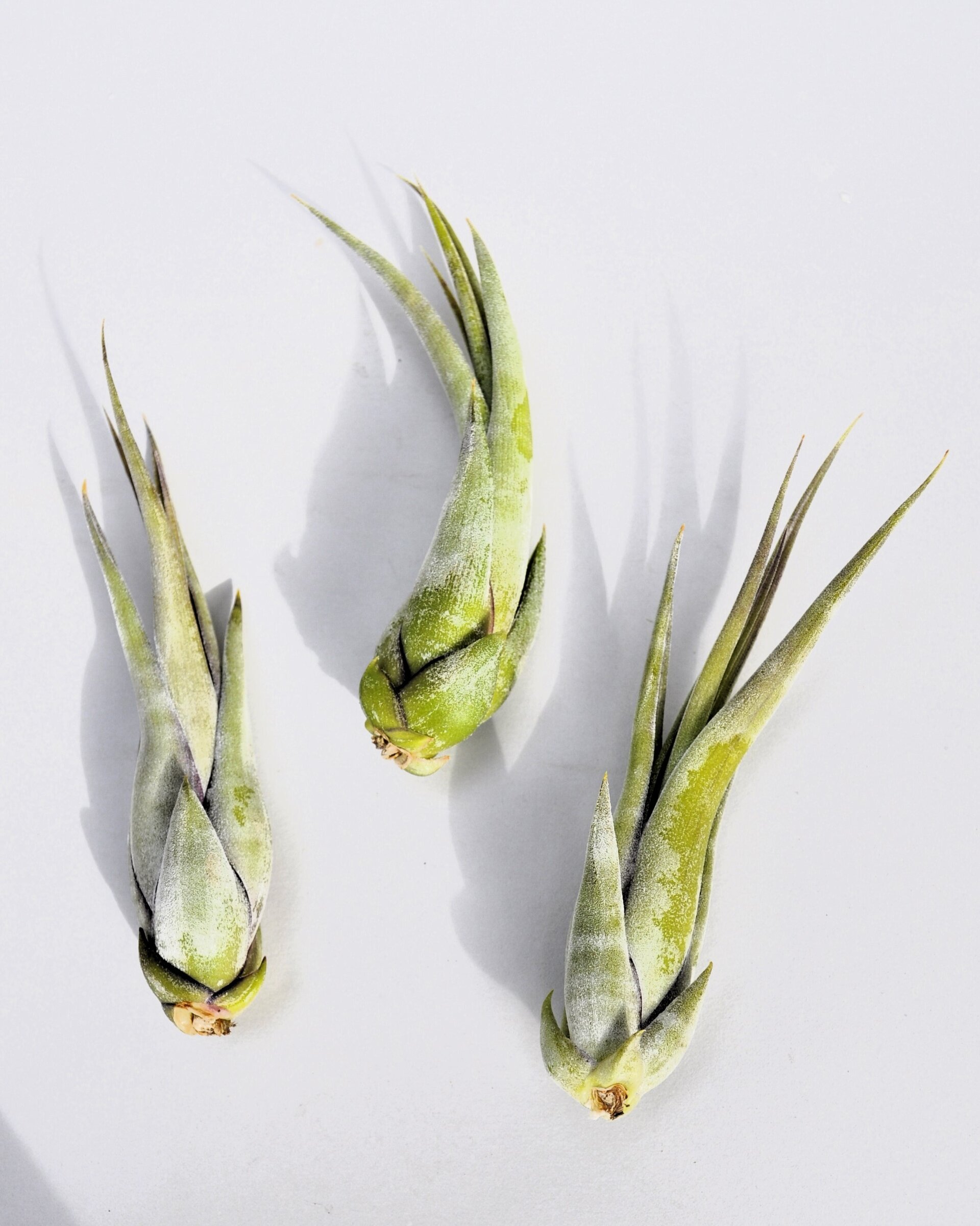 Tillandsia paucifolia - 2