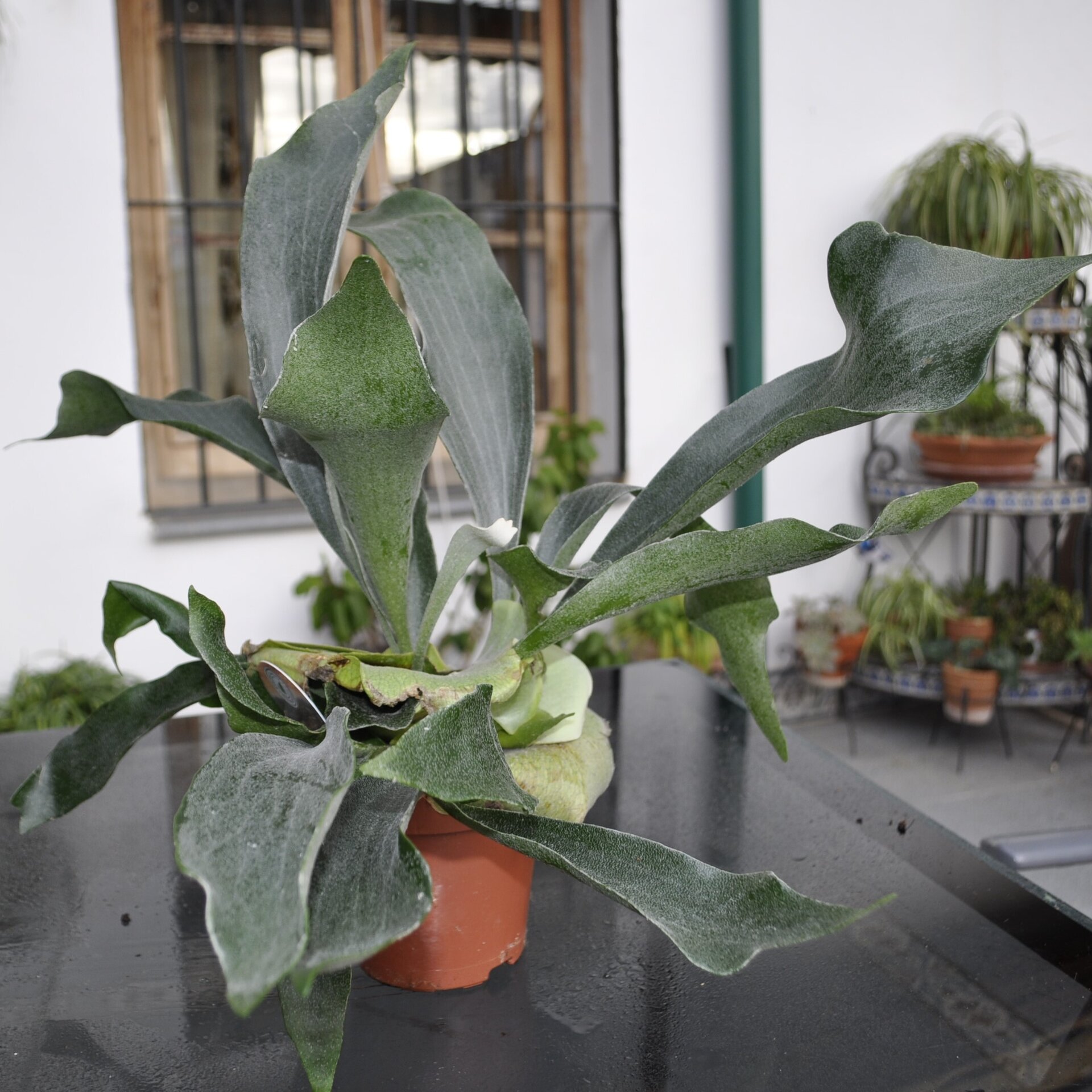 Platycerium bifurcatum (helecho alce) - 2