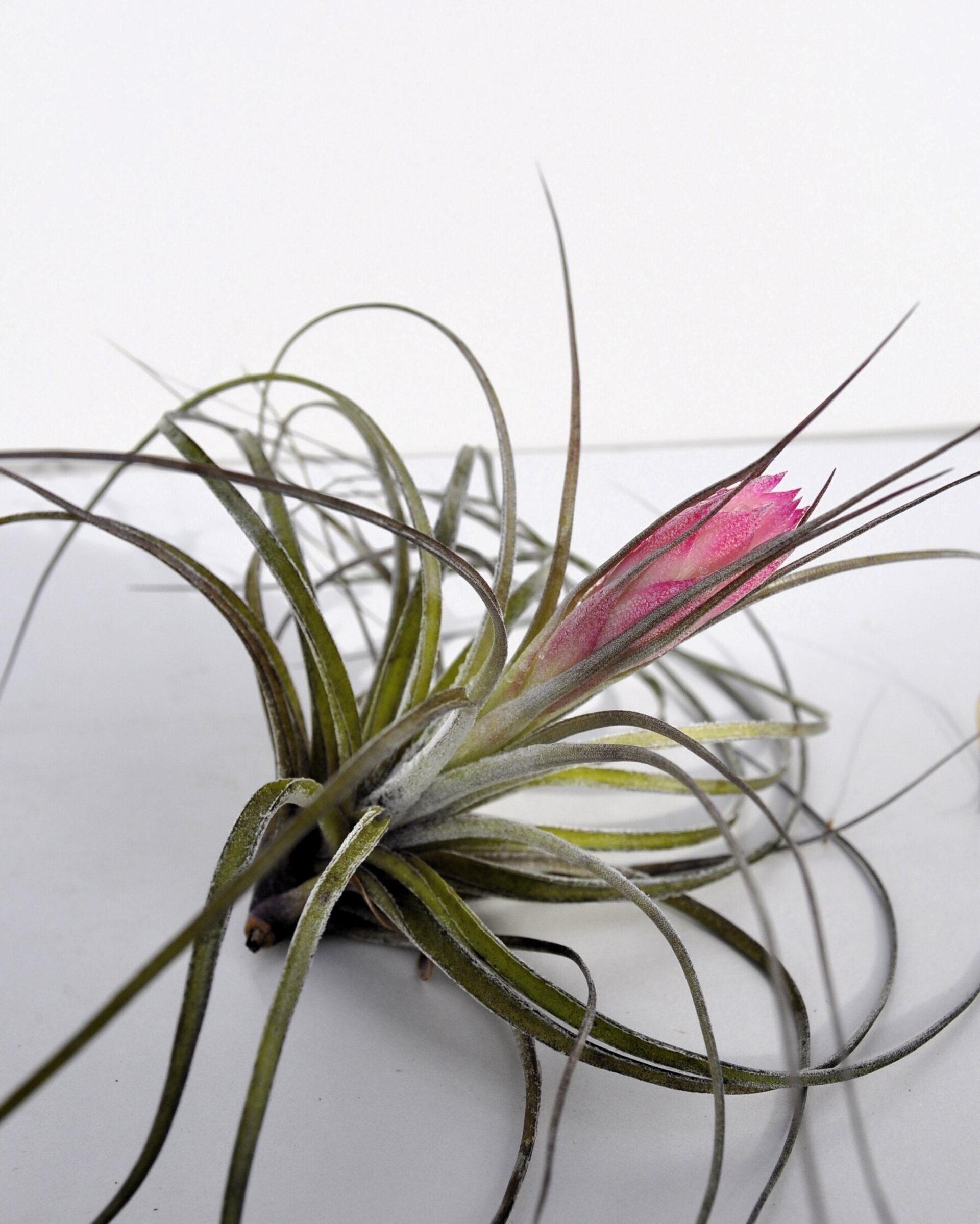 Tillandsia stricta (con flor) - 2