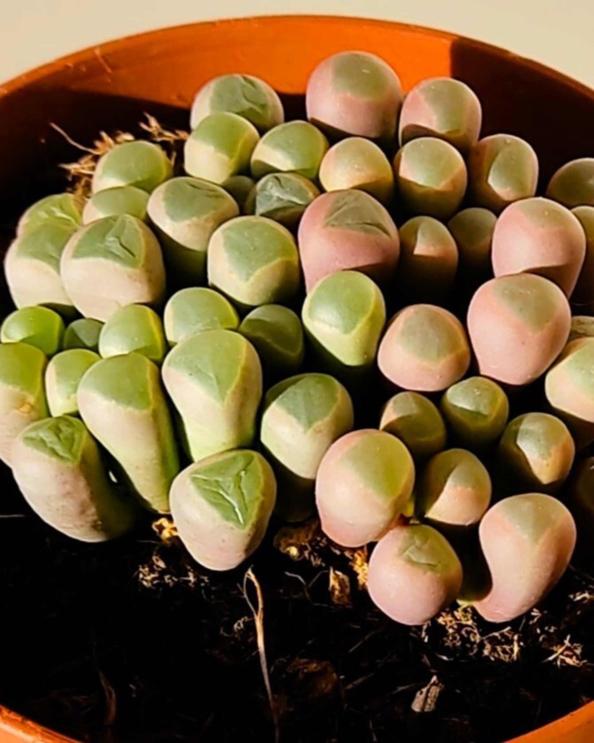 Fenestraria rhopalophylla subsp. rhopalophylla M8.5 (planta ventana [mediana]) - 2