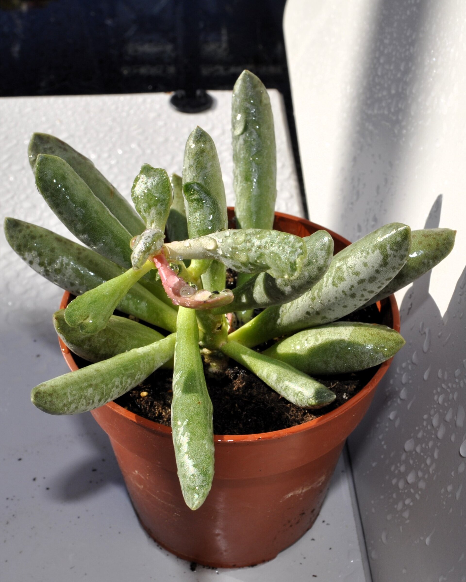 Adromischus filicaulis - 6