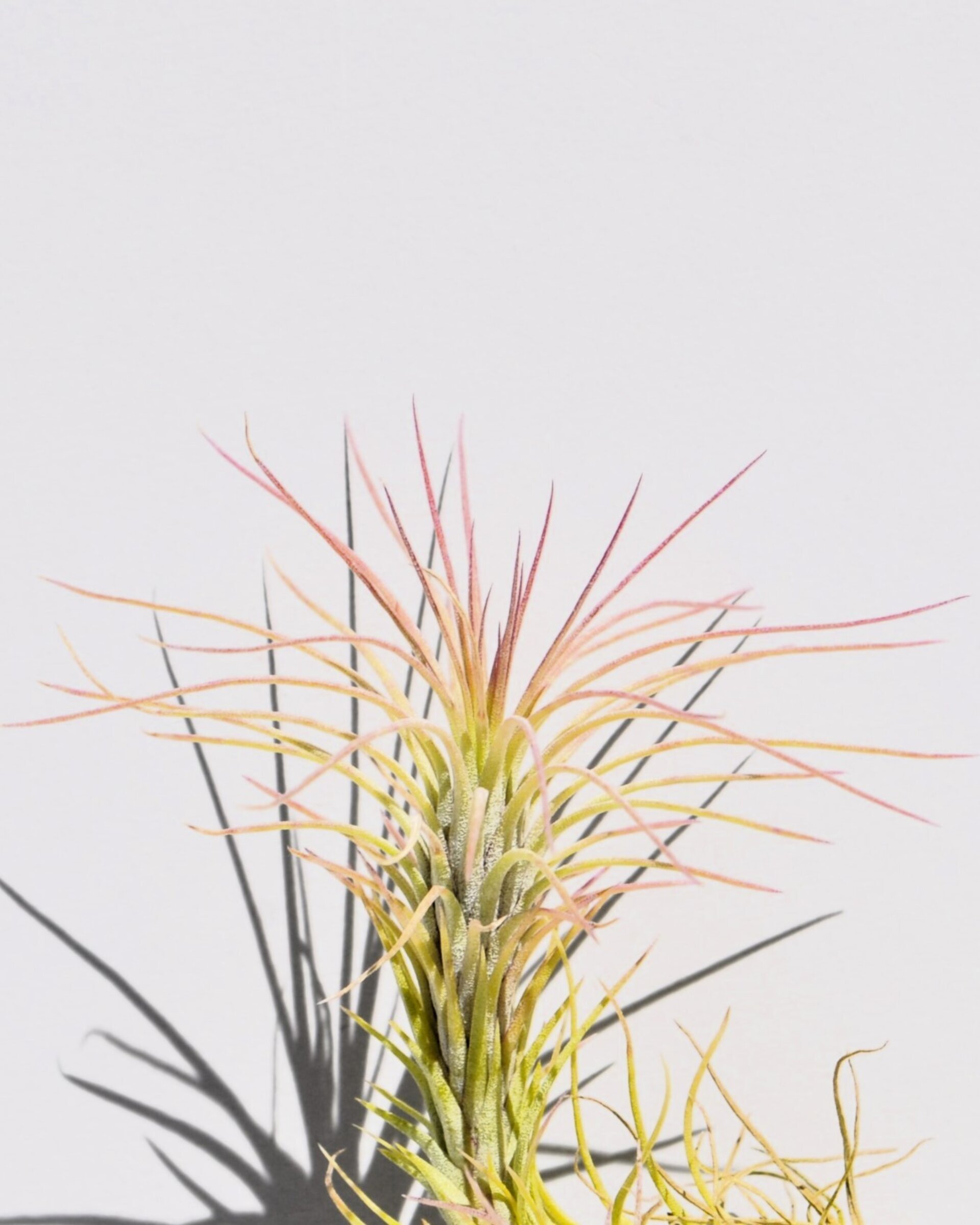 Tillandsia funckiana - 4