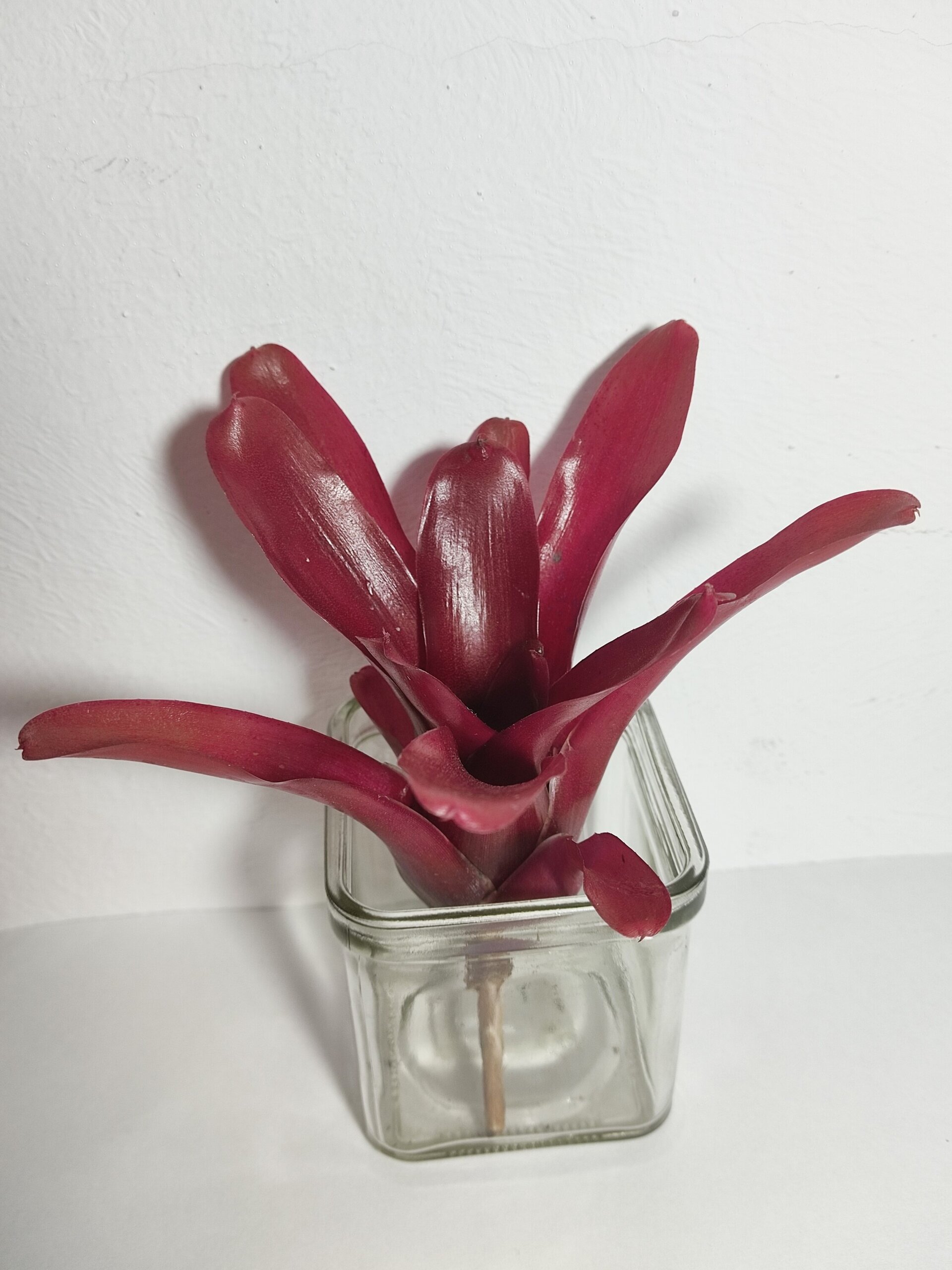 Neoregelia 'Super Fireball' - 5