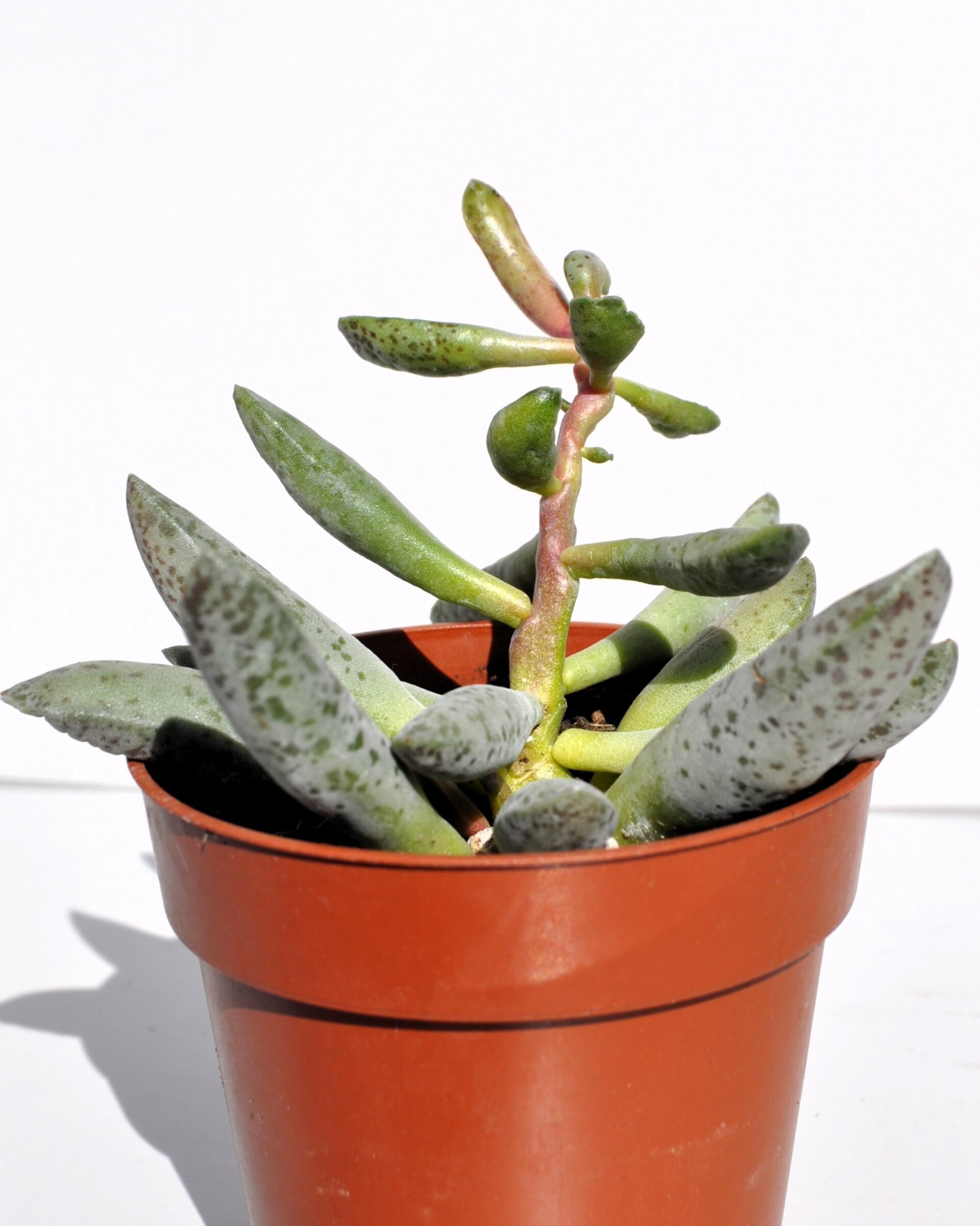 Adromischus filicaulis - 3