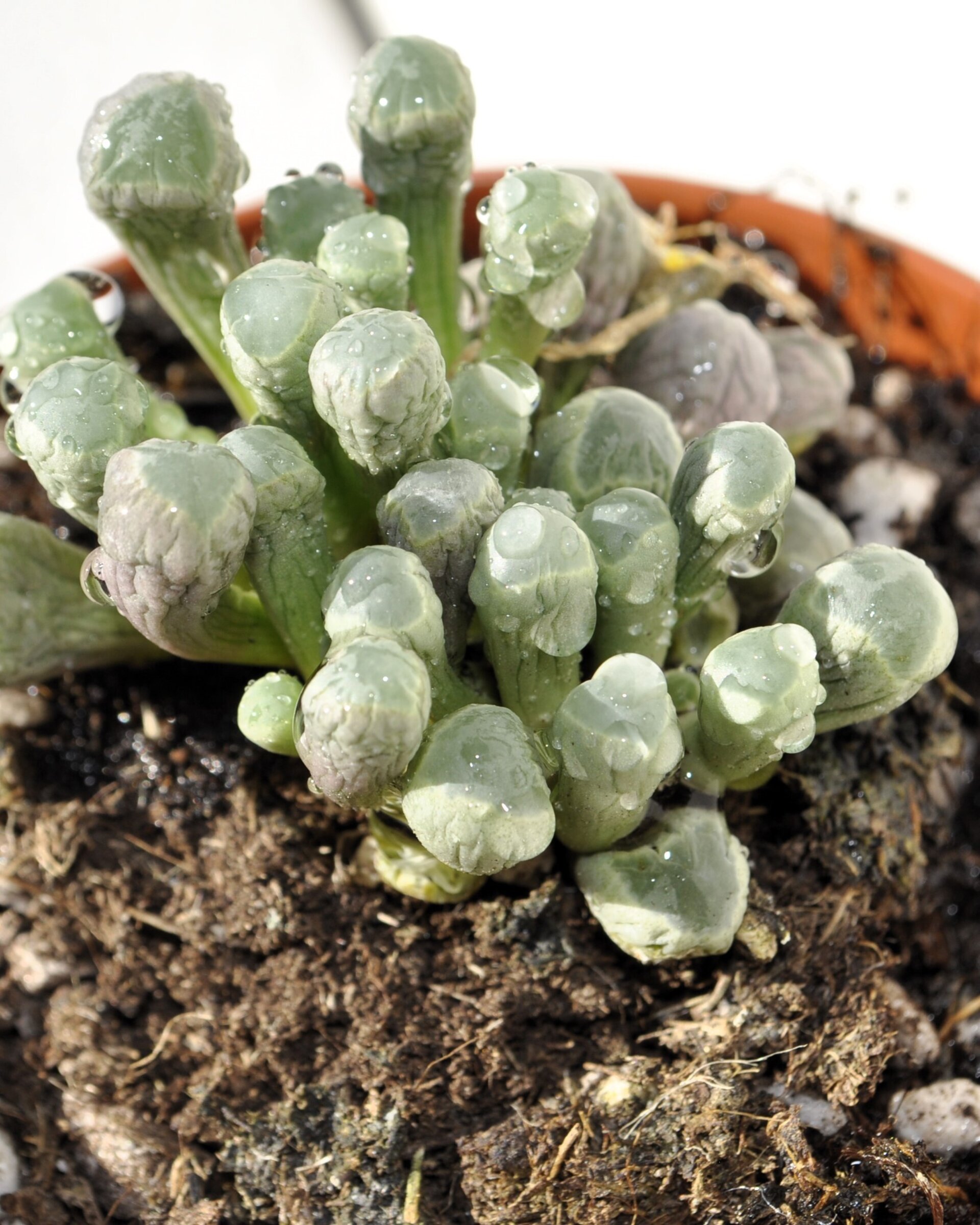Fenestraria rhopalophylla (planta ventana) - 6