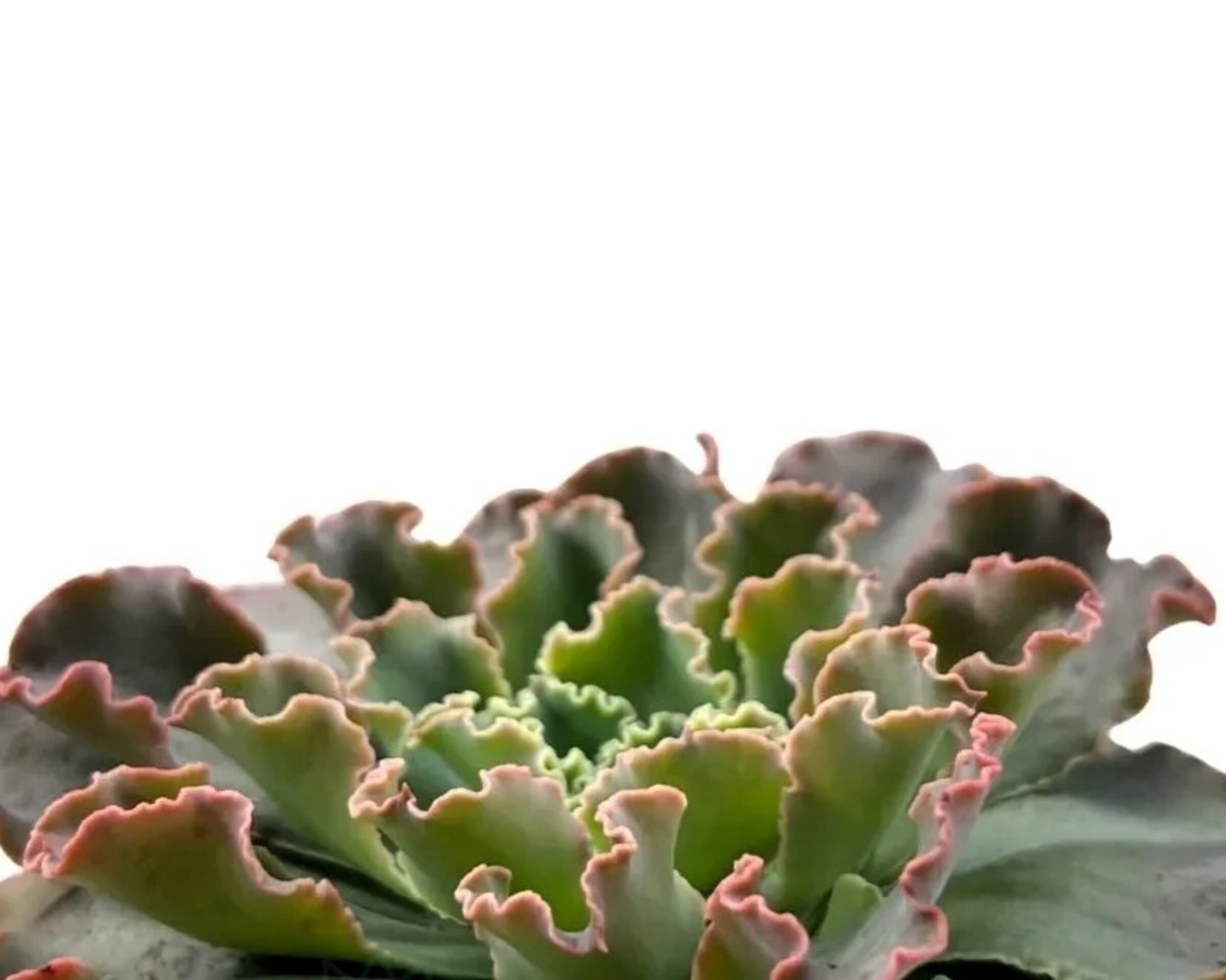 Echeveria ‘Blue Waves’ (conchitas, echeveria de olas azules) - 2