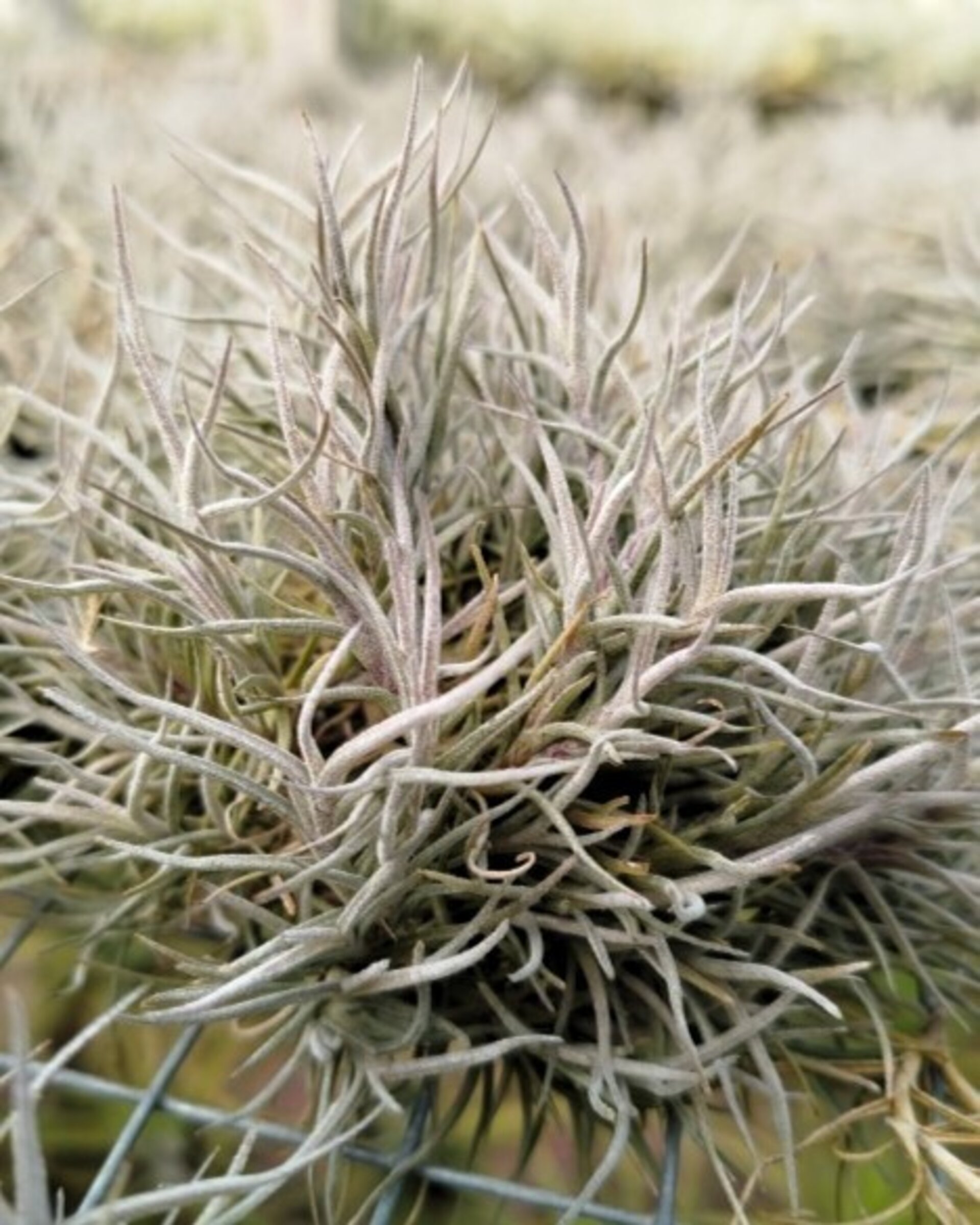 Tillandsia capillaris - 1