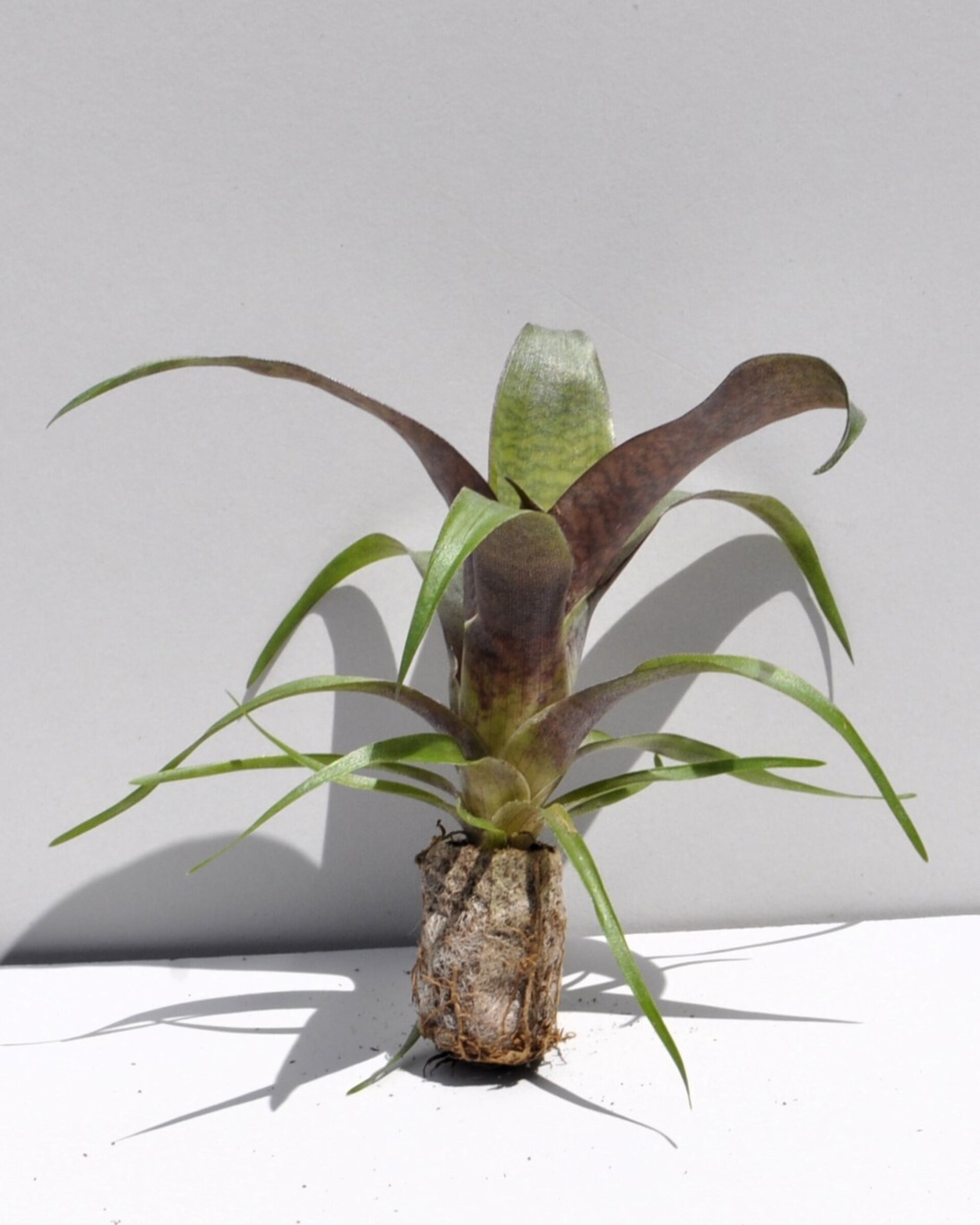 Vriesea 'Tropical Day' (mini) - 3