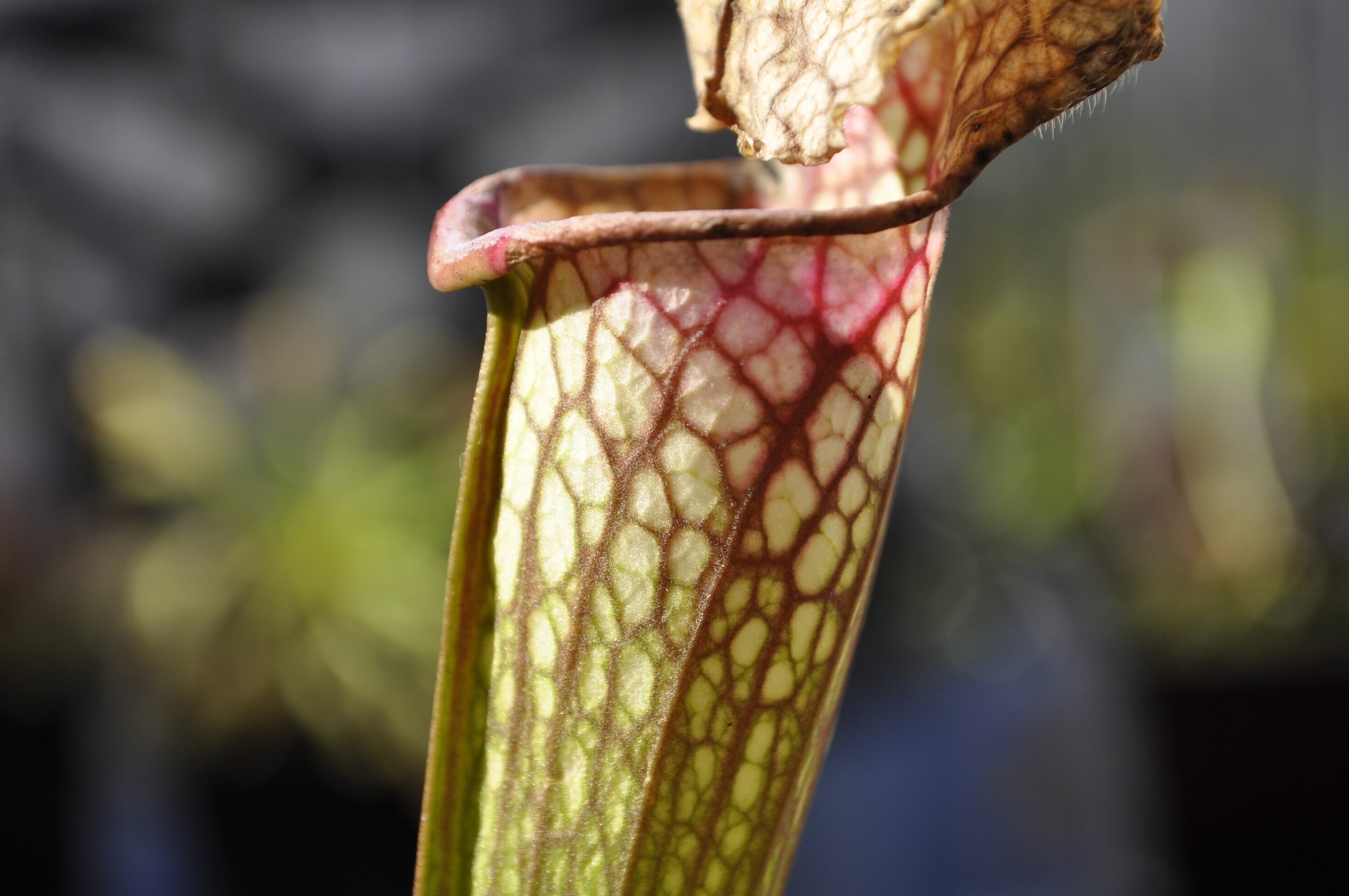 Planta carnívora Sarracenia sp. (sarracenia) - 2