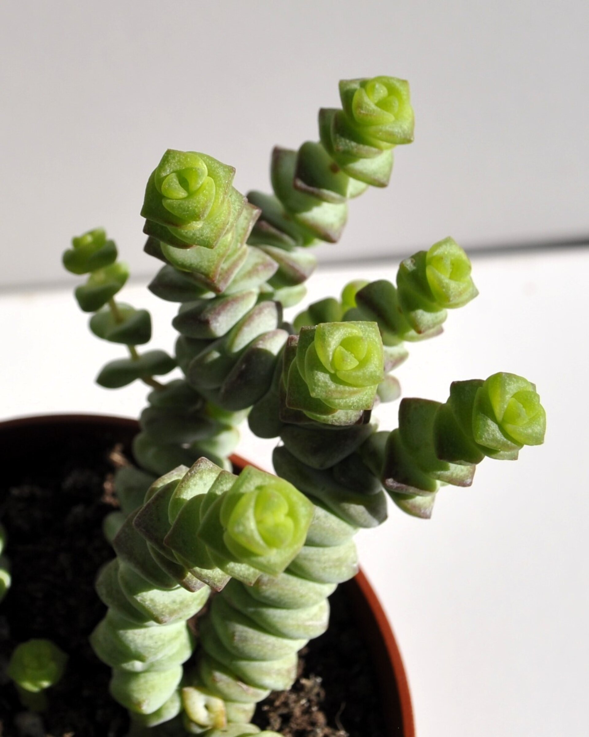 Crassula marnieriana Baby Jade Necklace (collar de jade, pagoda china) - 8