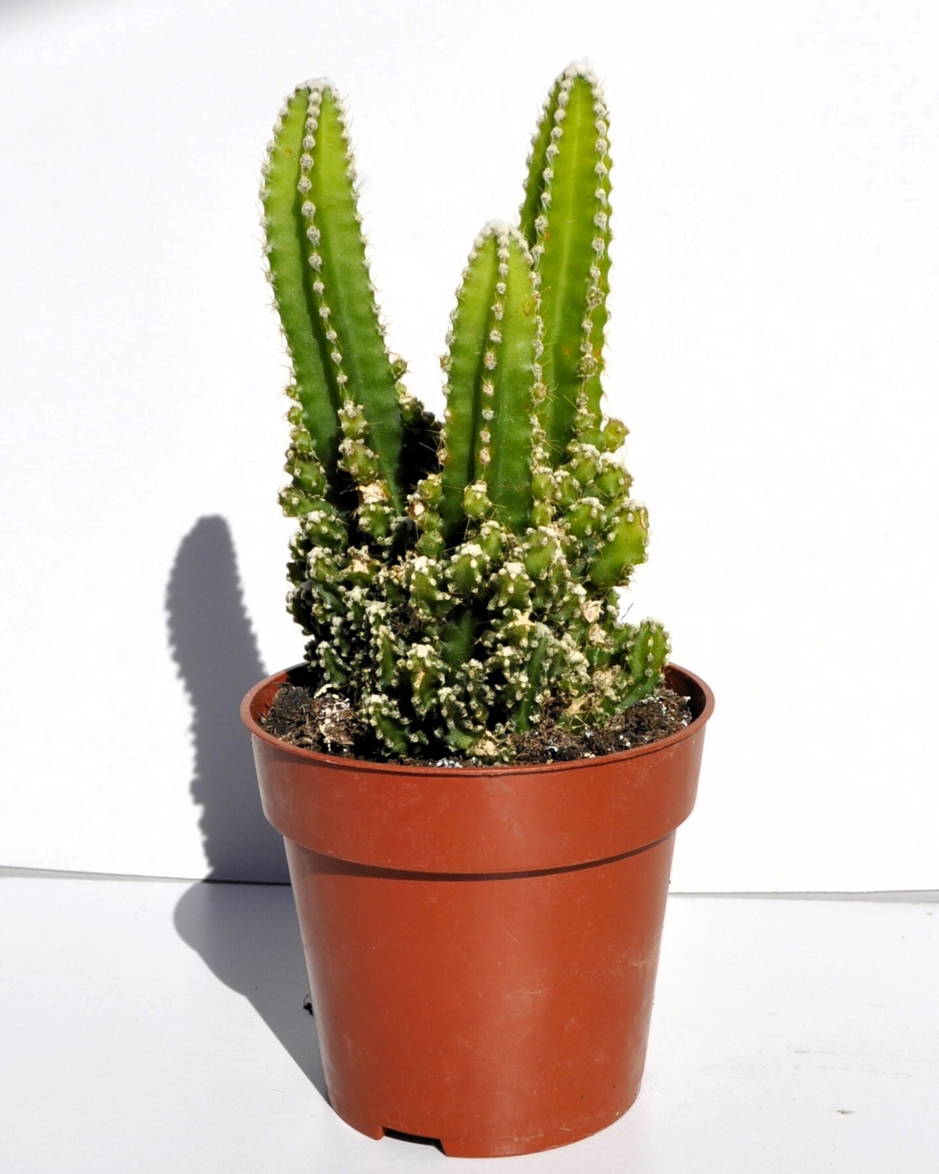 Cereus peruvianus ("cactus antirradiaciones") - 2