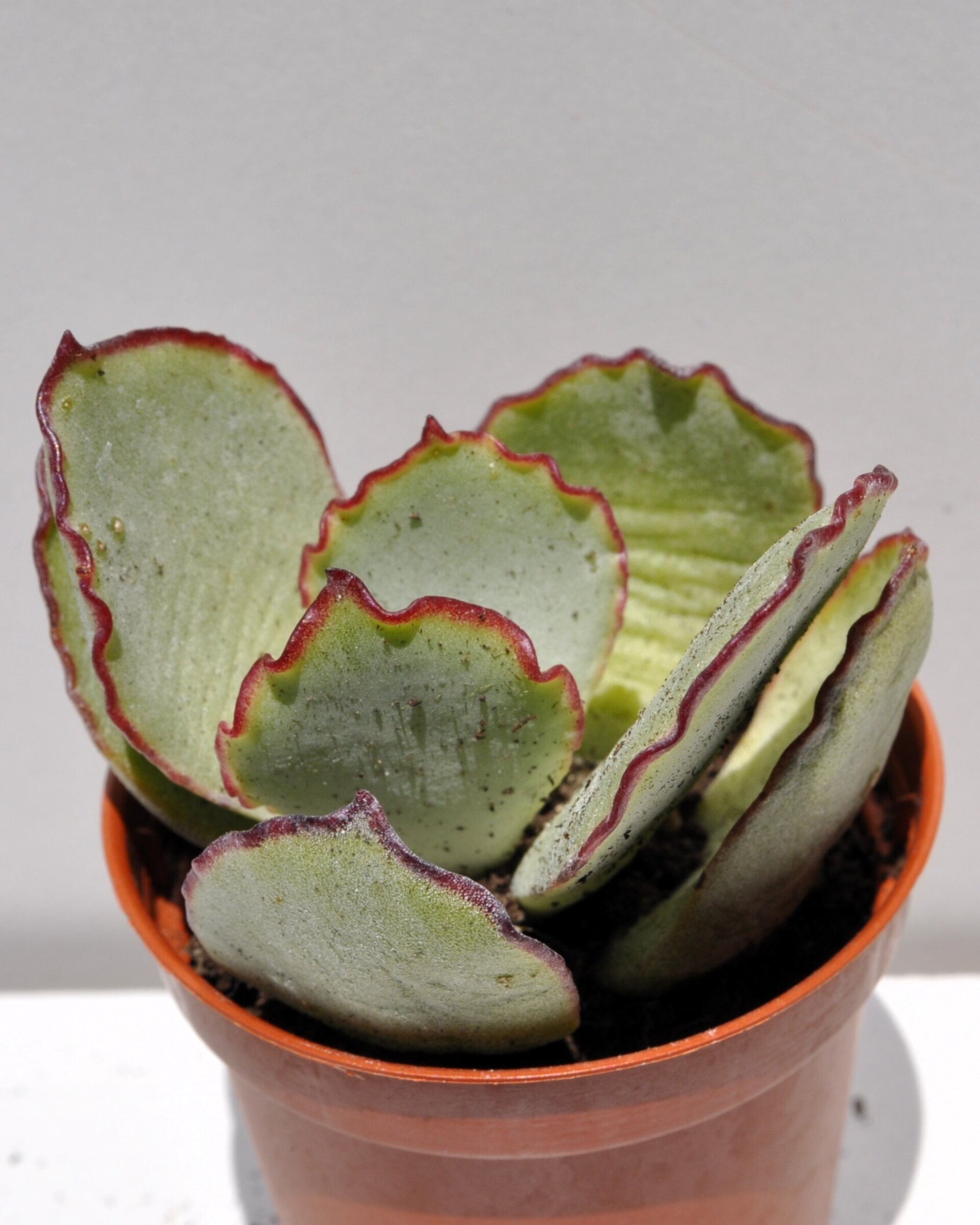Cotyledon undulata (corona de plata) - 2