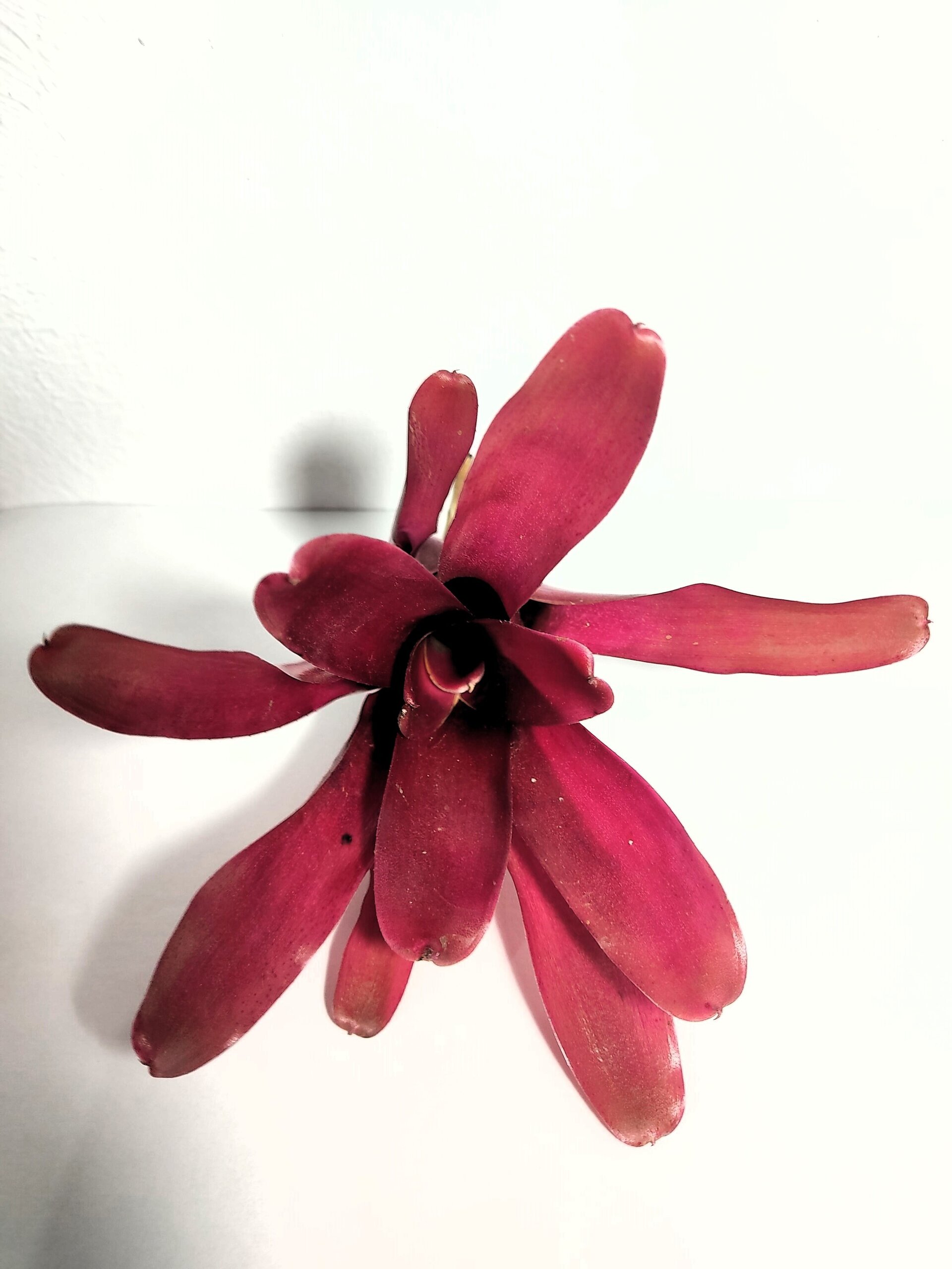 Neoregelia 'Super Fireball' - 6