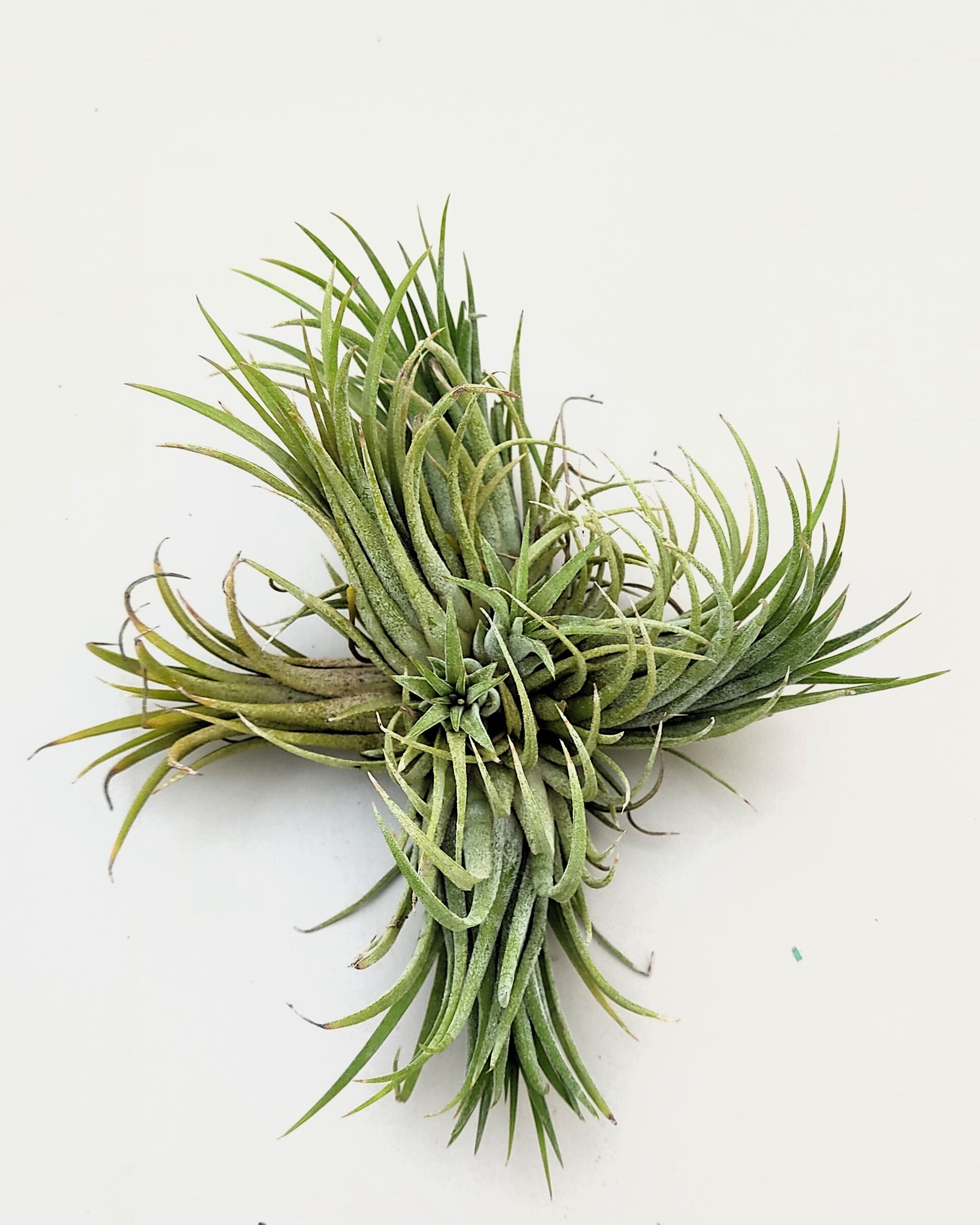 Tillandsia ionantha var. rubra "clump" ("mata") - 4