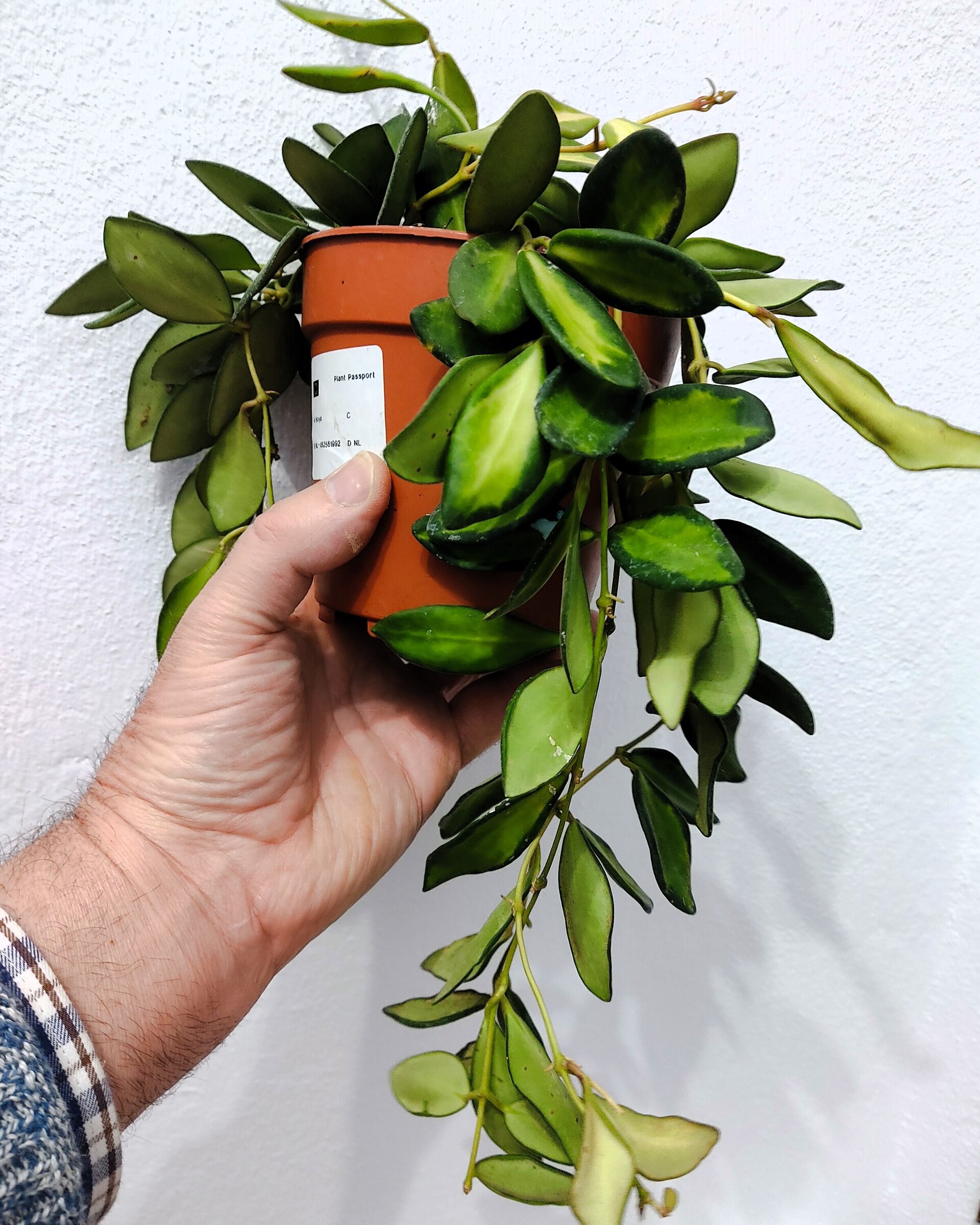 Hoya carnosa 'Tricolor' (grande) - 2
