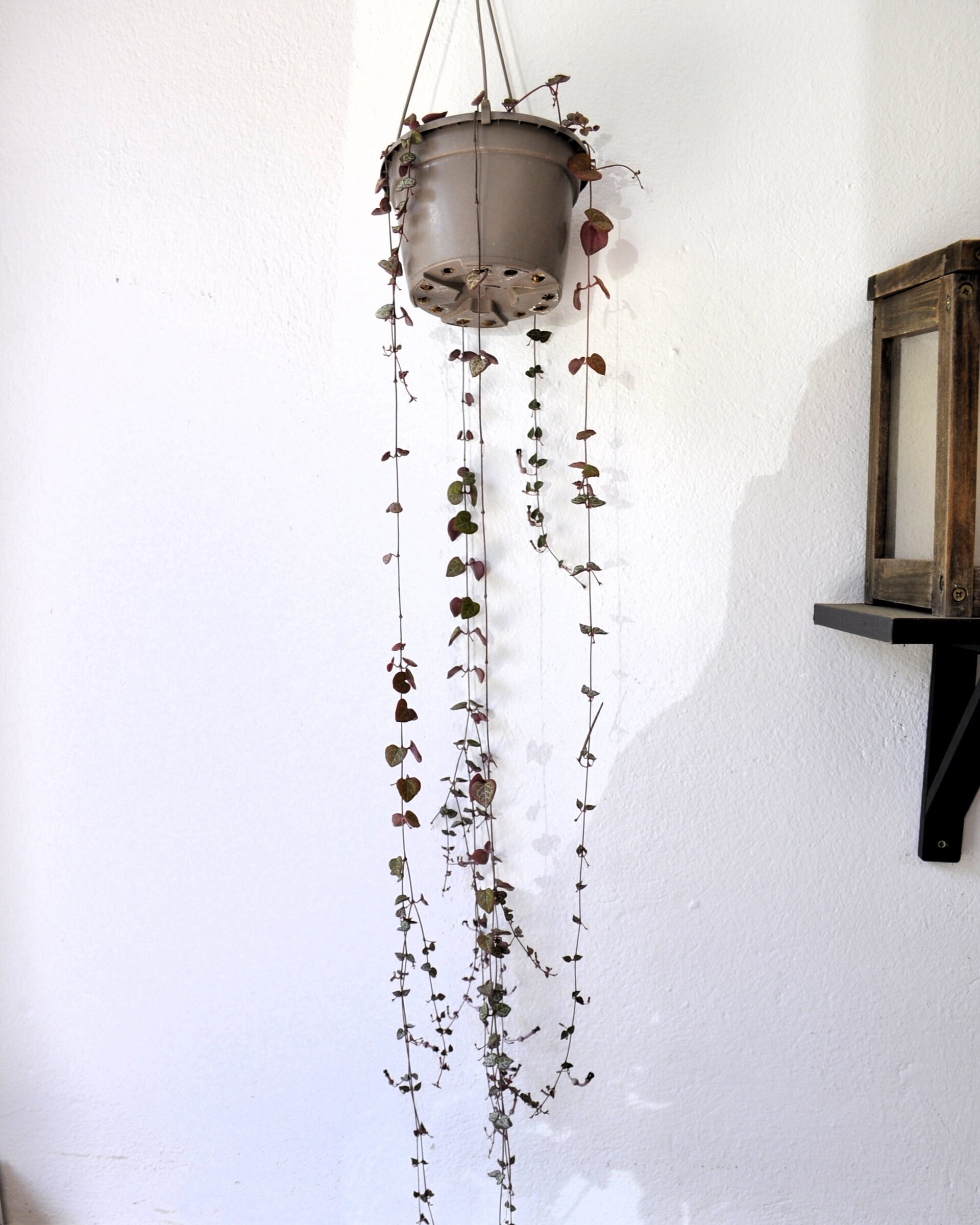 Ceropegia woodii M15 colgante (rosario de corazones) - 5