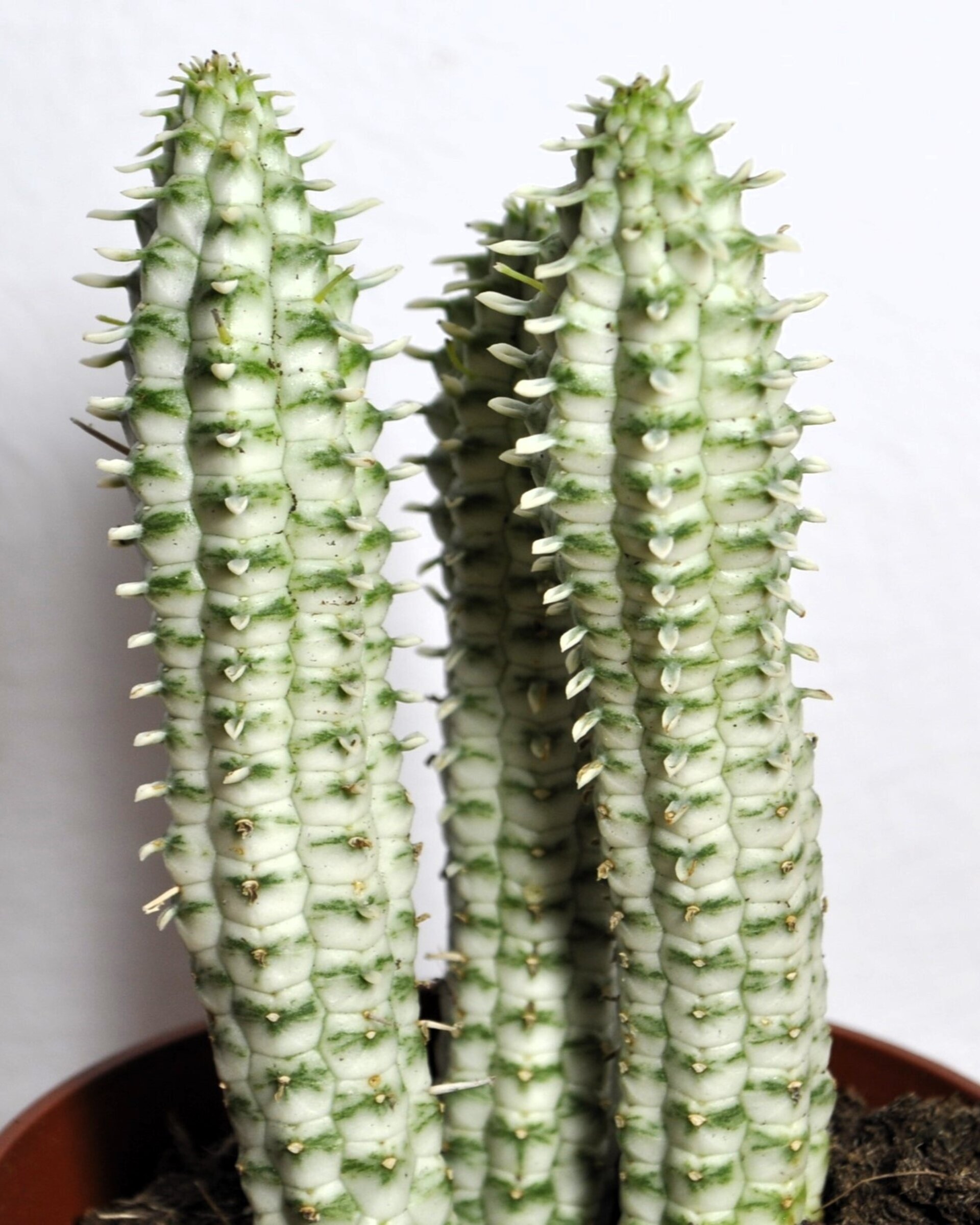 Euphorbia mammillaris 'Variegata' (mazorca de maíz variegada) - 3