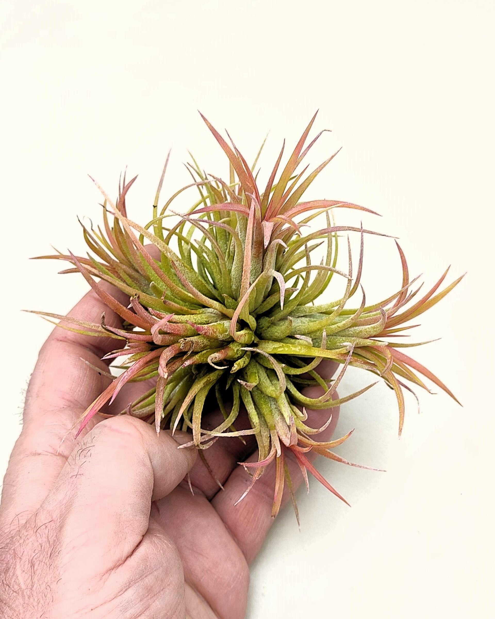 Tillandsia ionantha rubra "clump" ("mata") - 5