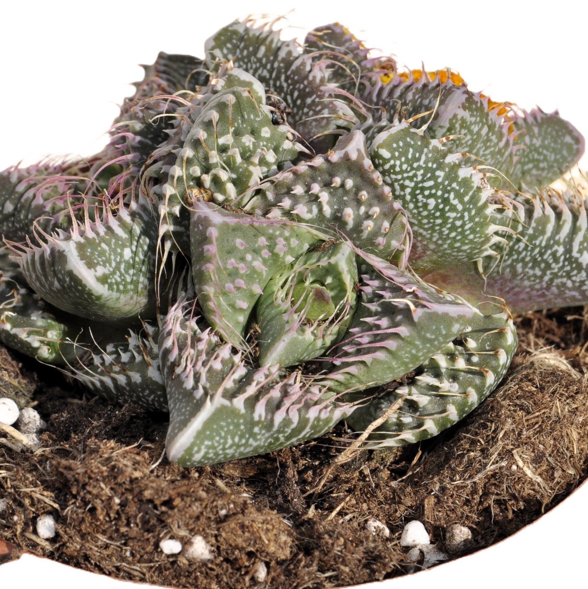 Faucaria tuberculosa 'Pink Selection' (faucaria Selección Rosa) - 3