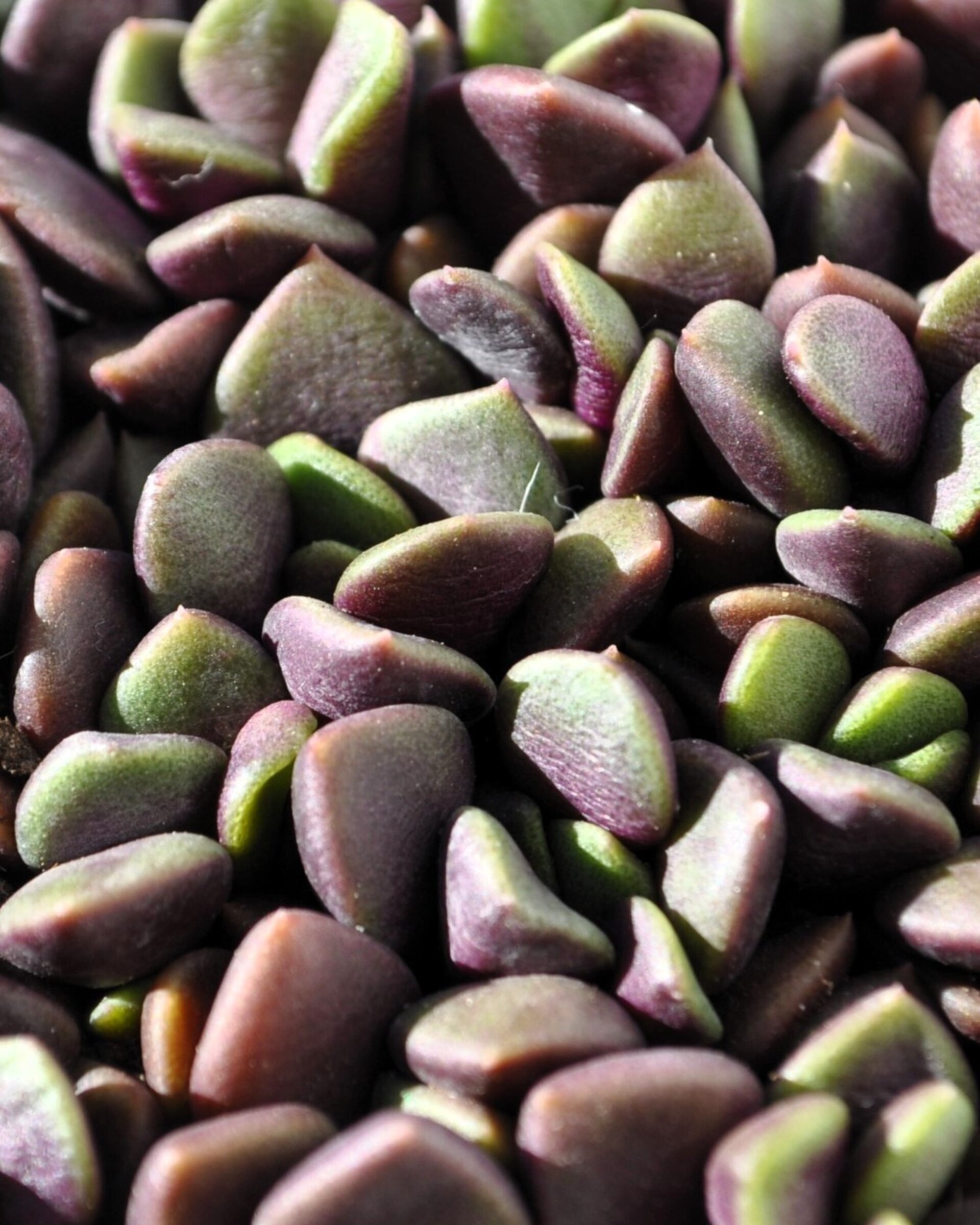 Anacampseros rufescens (rosa de arena) - 5