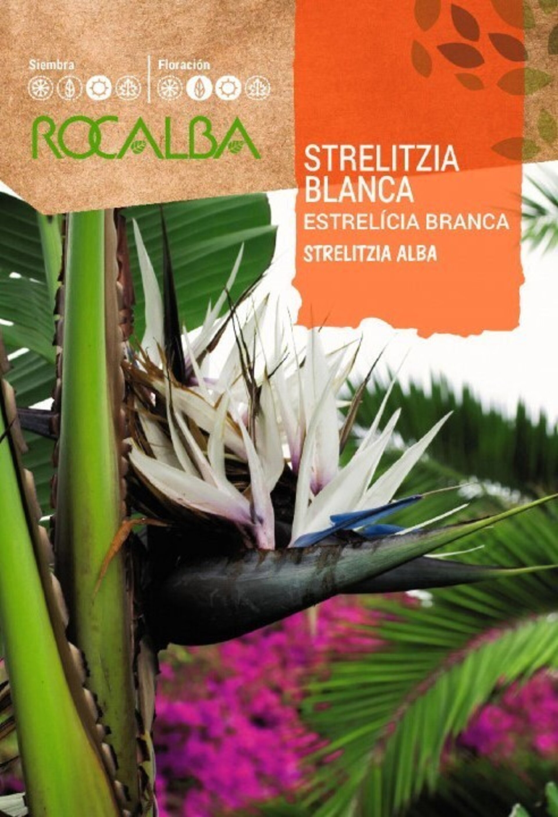 Strelitzia alba (strelitzia blanca) - Semillas - 2
