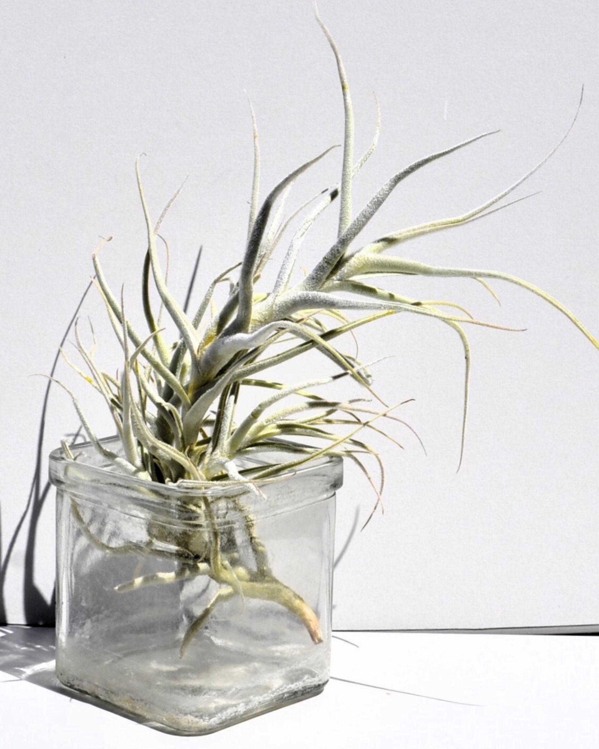 Tillandsia paleacea - 4