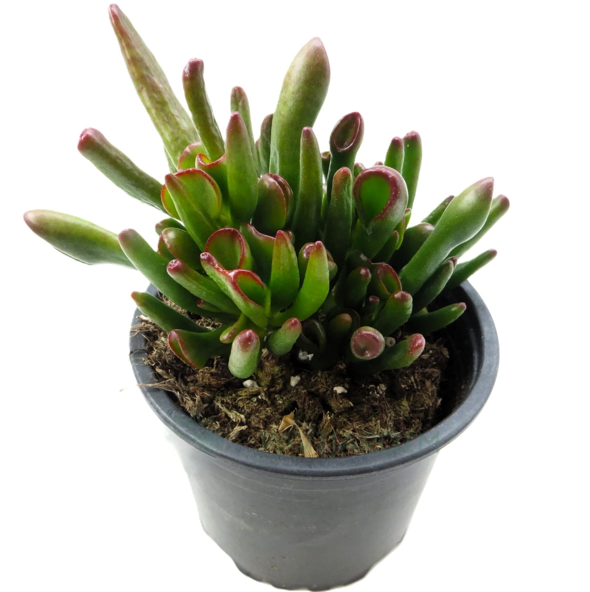 Crassula ovata 'Horn Tree' - 2
