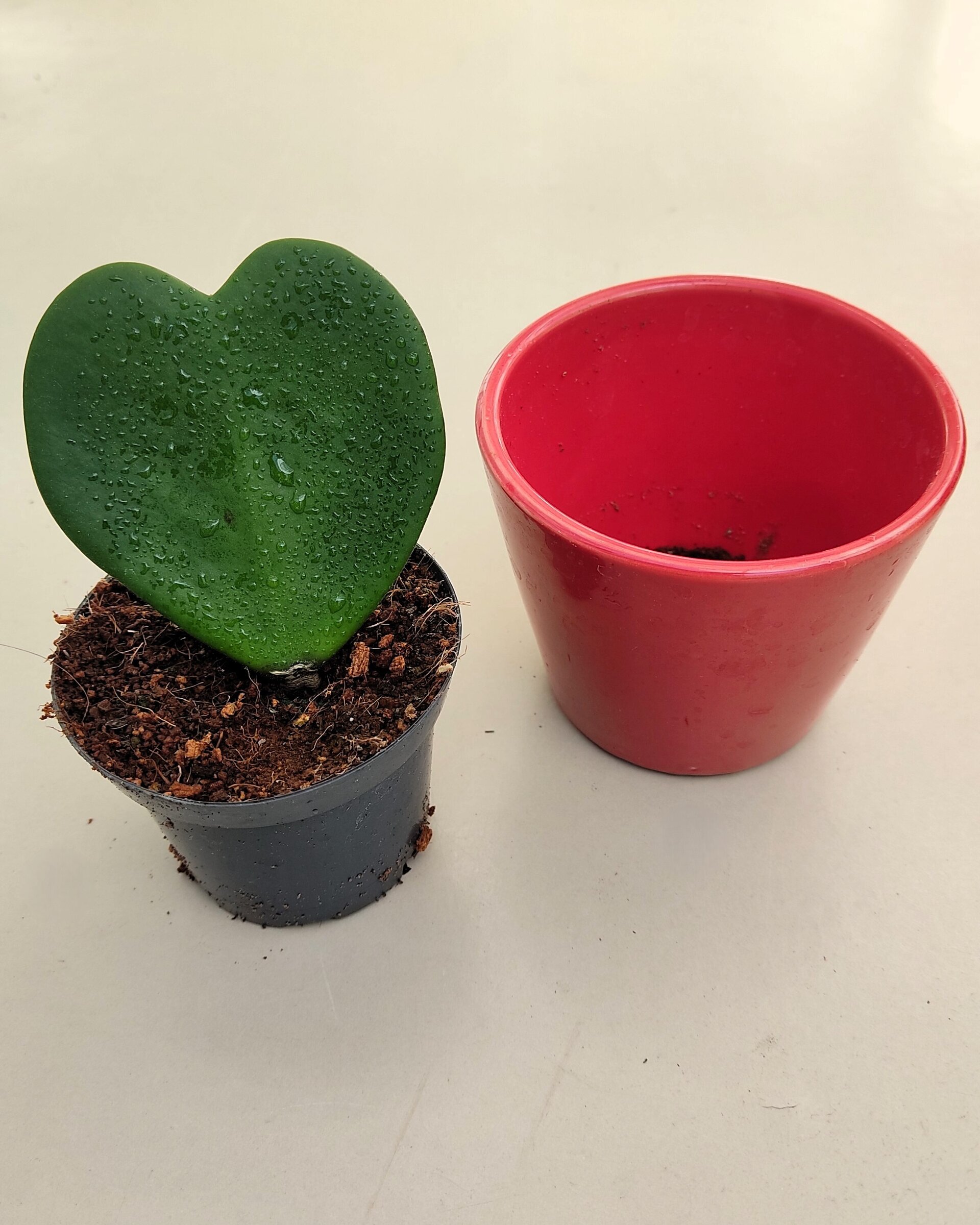 Hoya kerrii (planta corazón) - 2