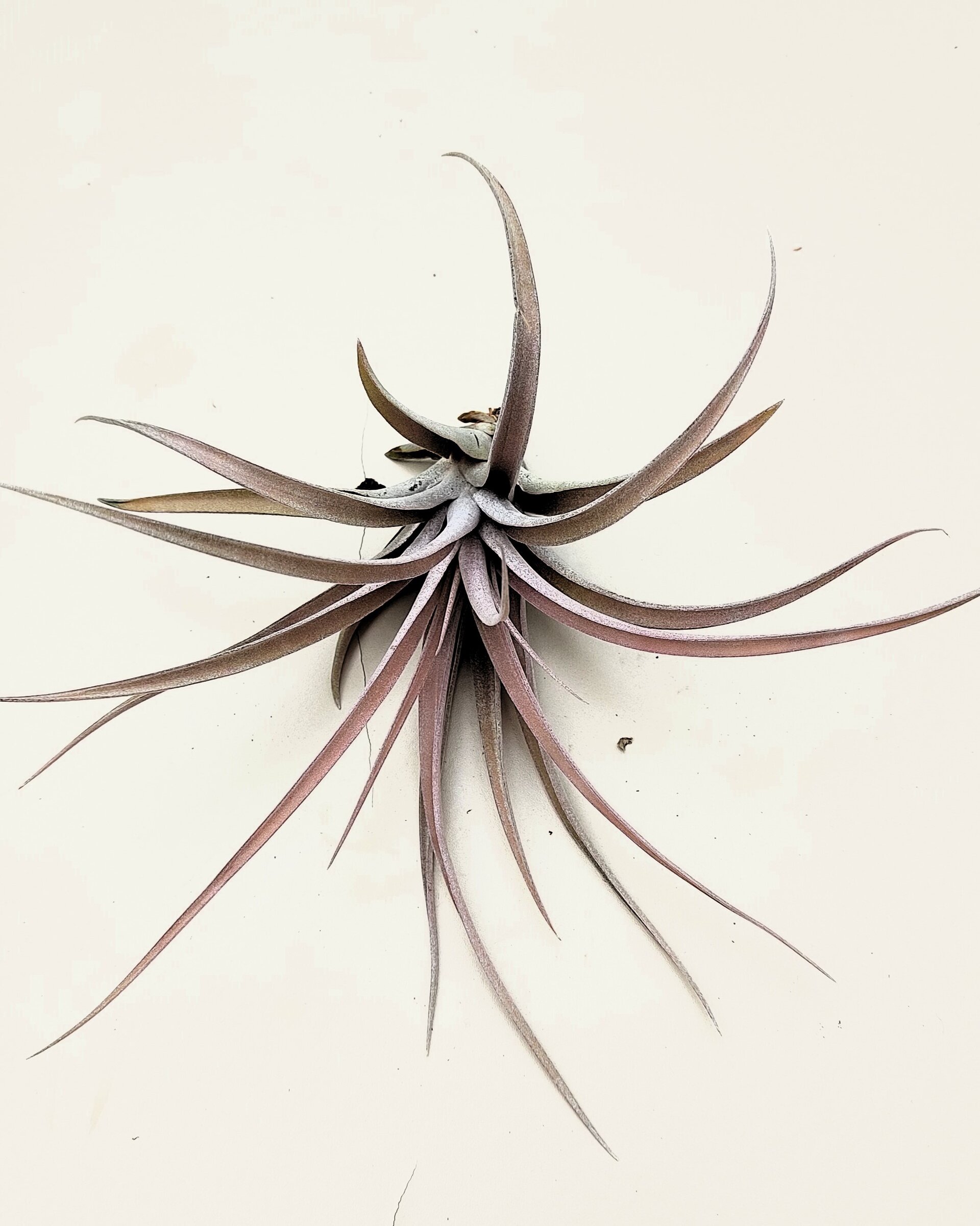 Tillandsia capitata 'Peach' (medium) - 7